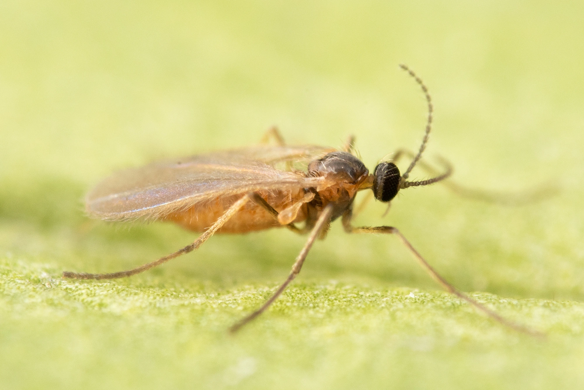 : Contarinia chrysanthemi.