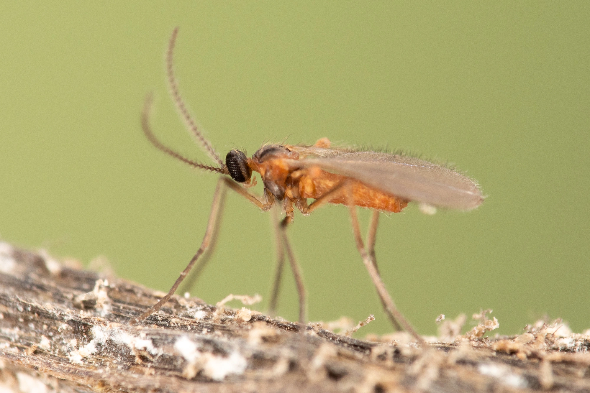 : Contarinia chrysanthemi.