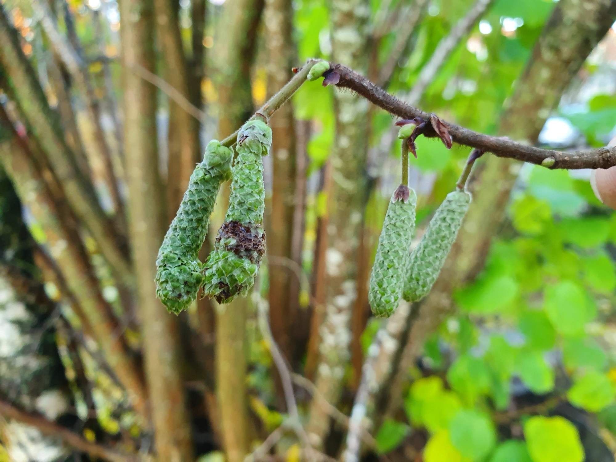 : Contarinia coryli.