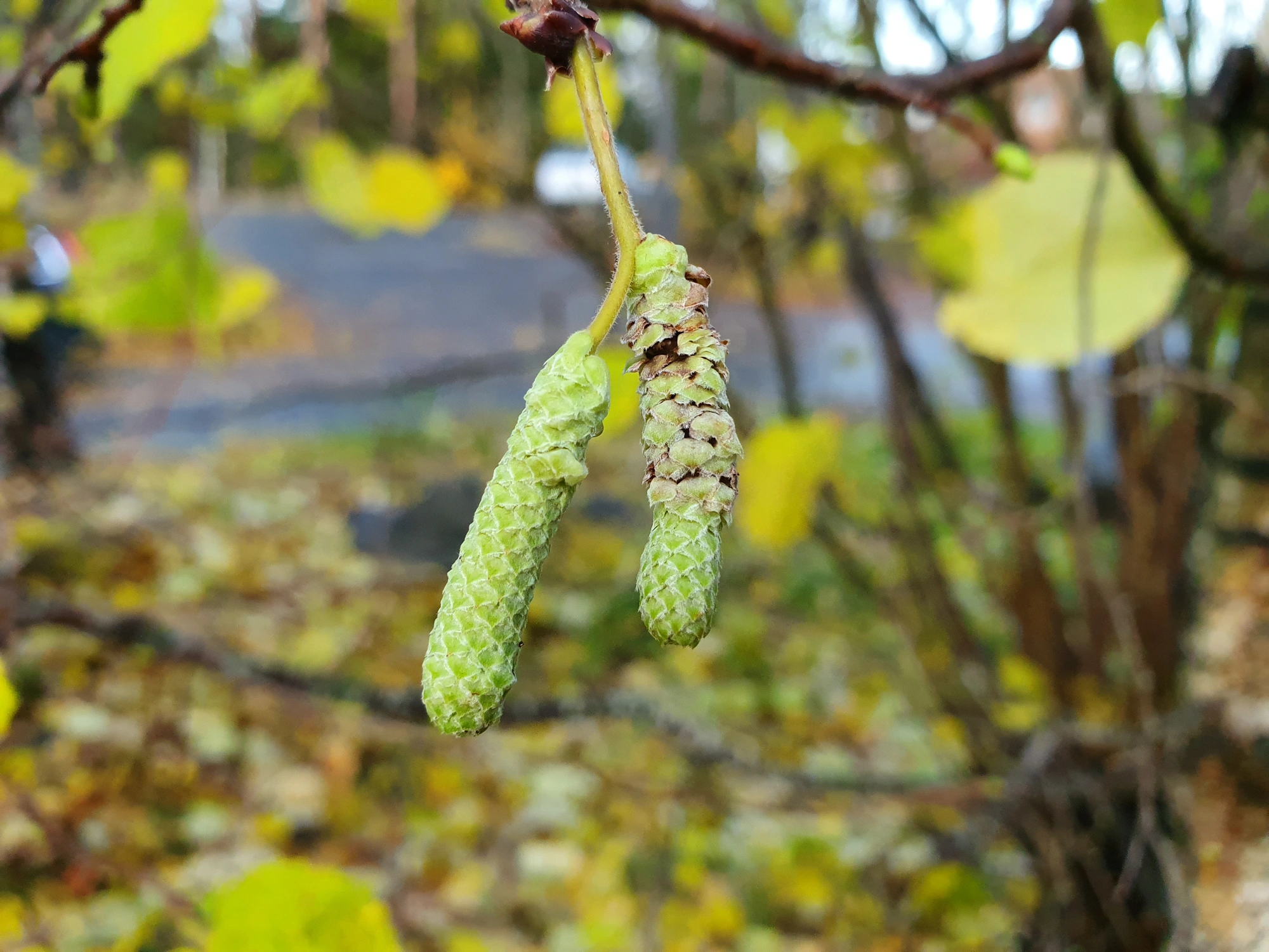 : Contarinia coryli.