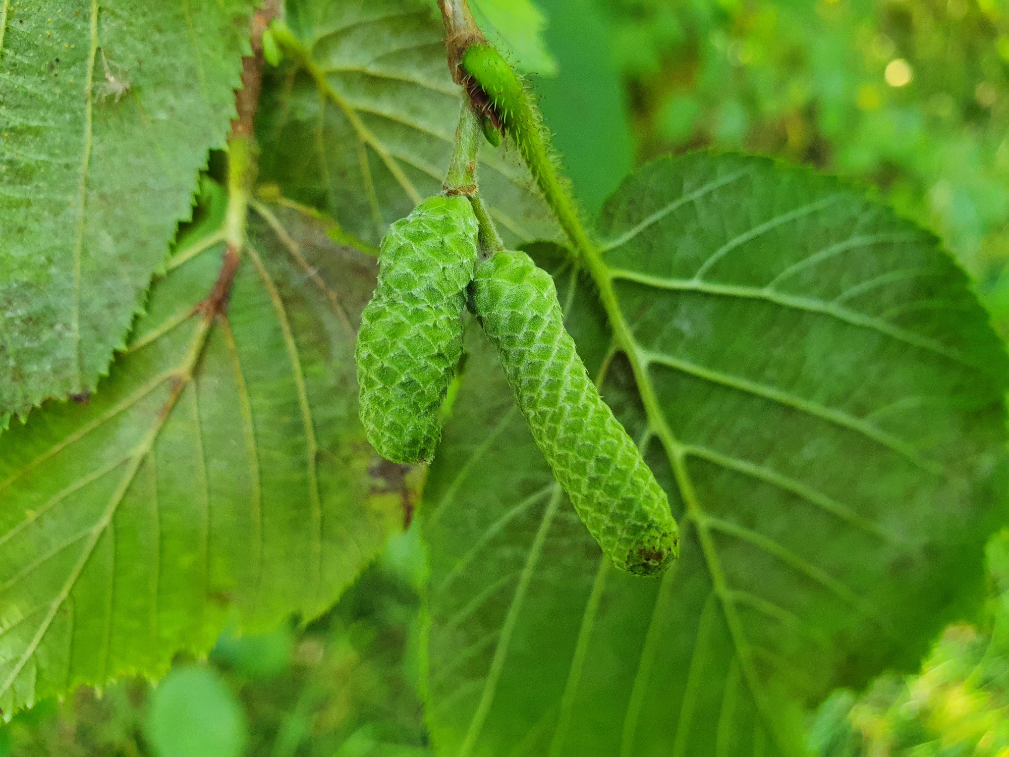 : Contarinia coryli.