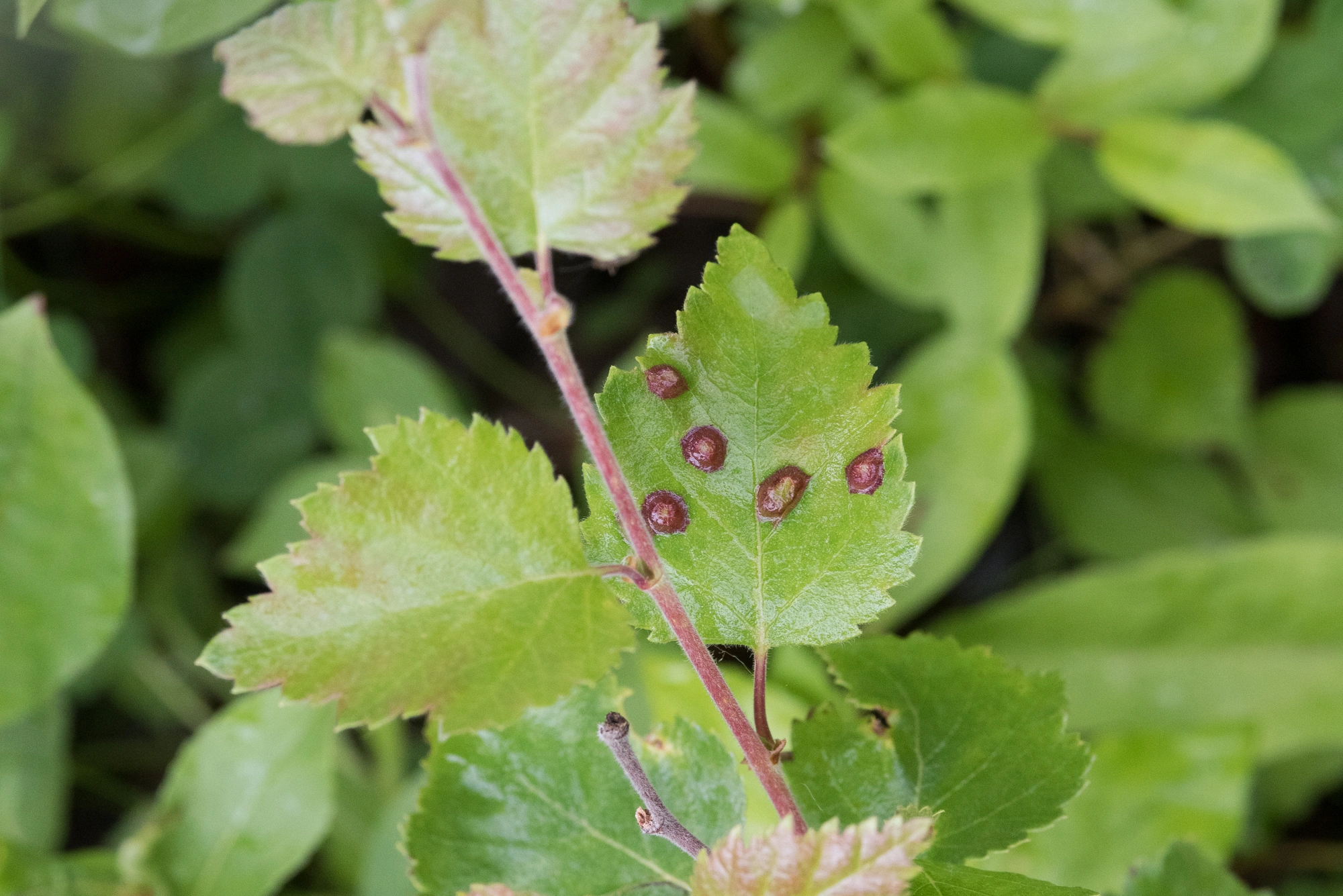 : Anisostephus betulinus.