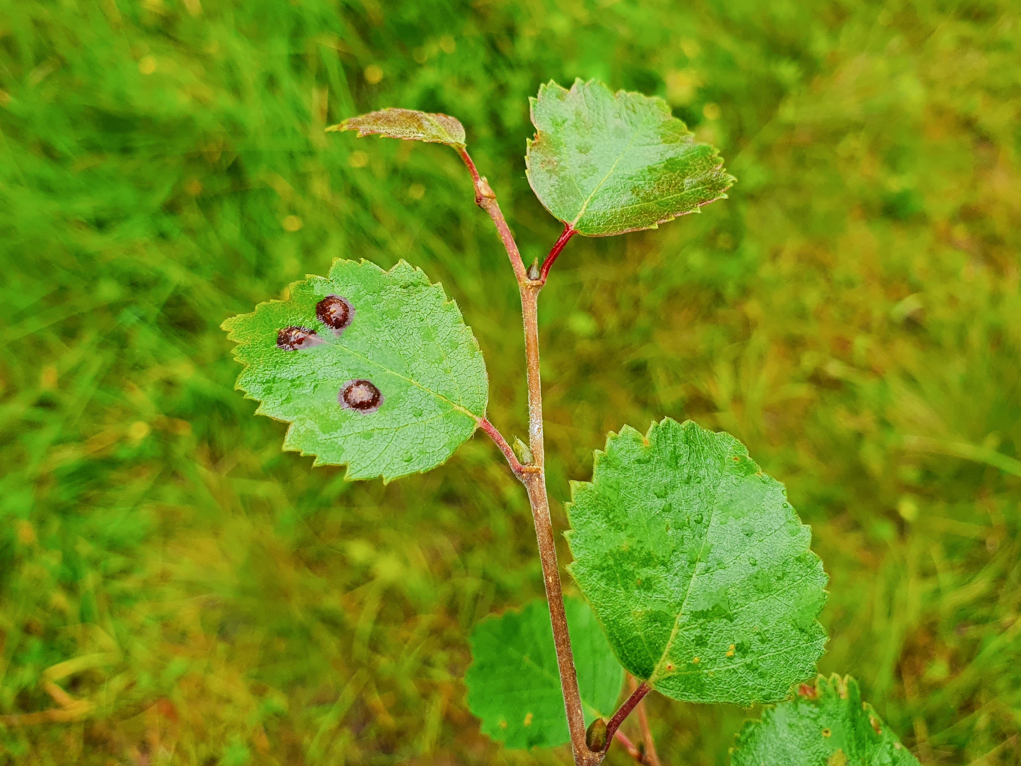 : Anisostephus betulinus.