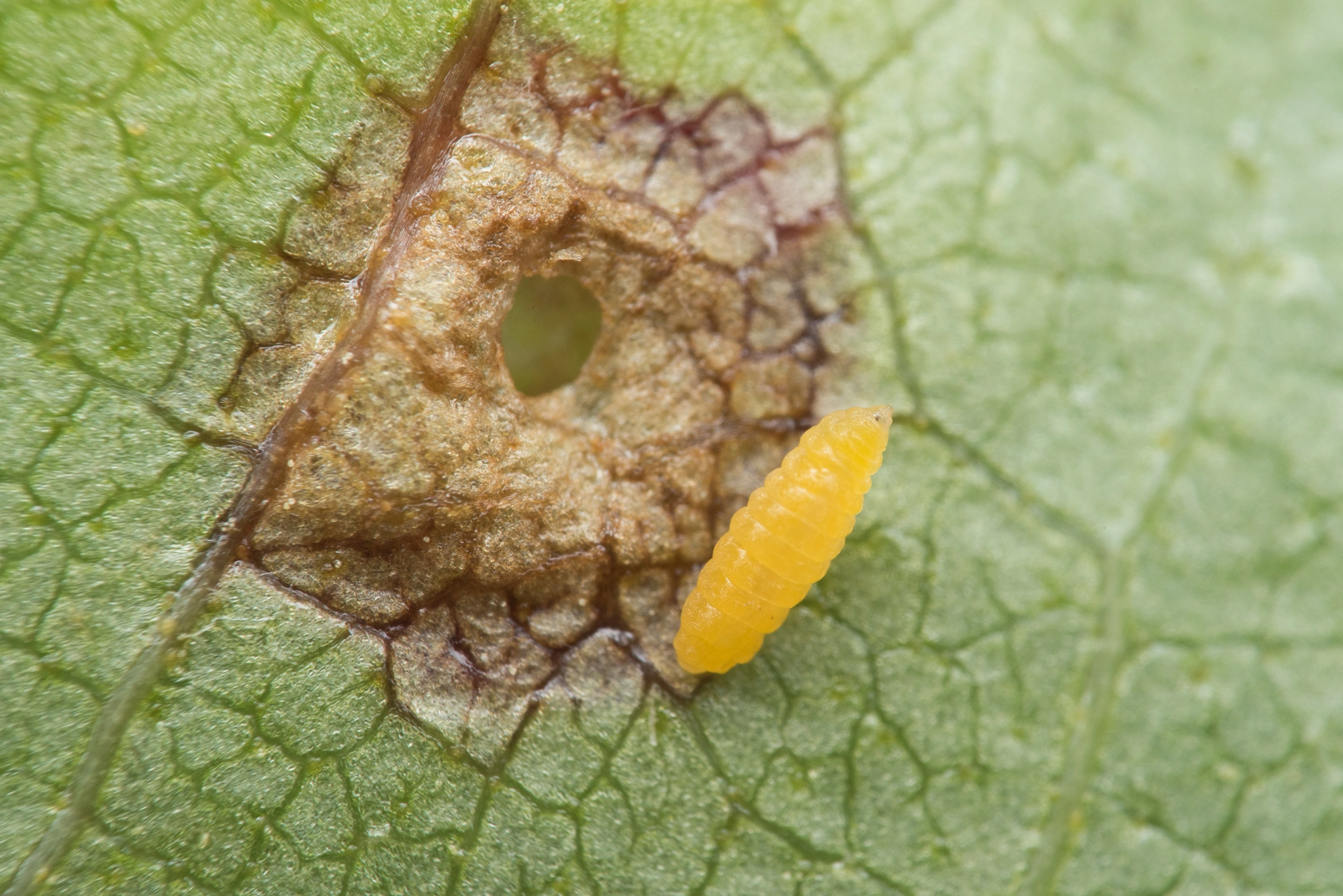 : Anisostephus betulinus.