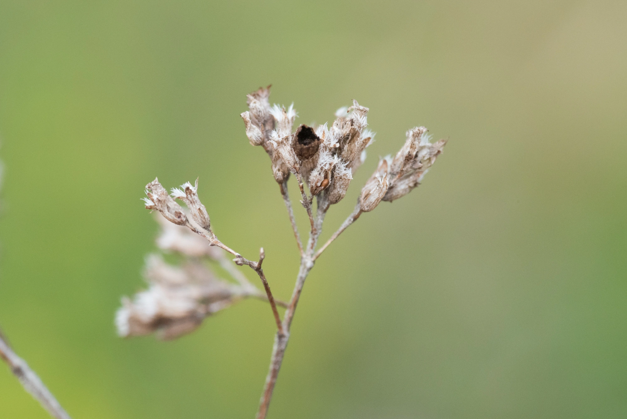 : Asphondylia hornigi.