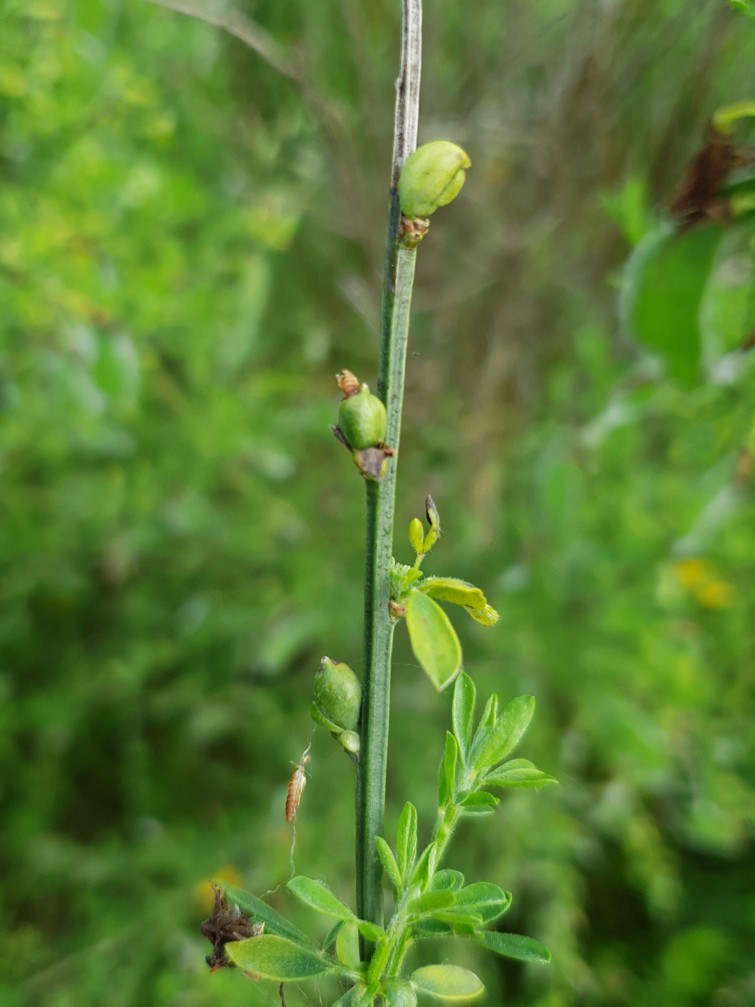 : Asphondylia sarothamni.