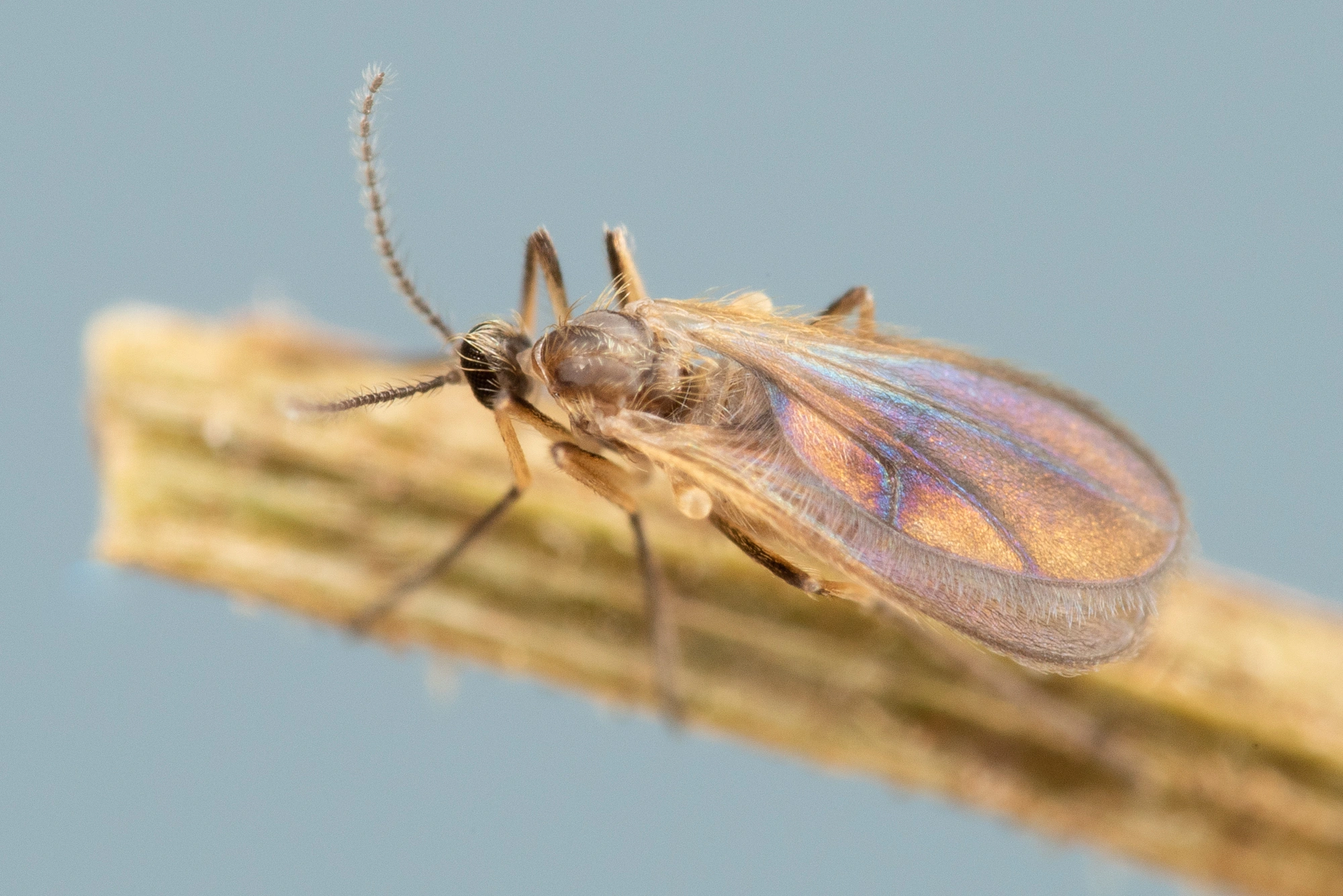 : Contarinia craccae.