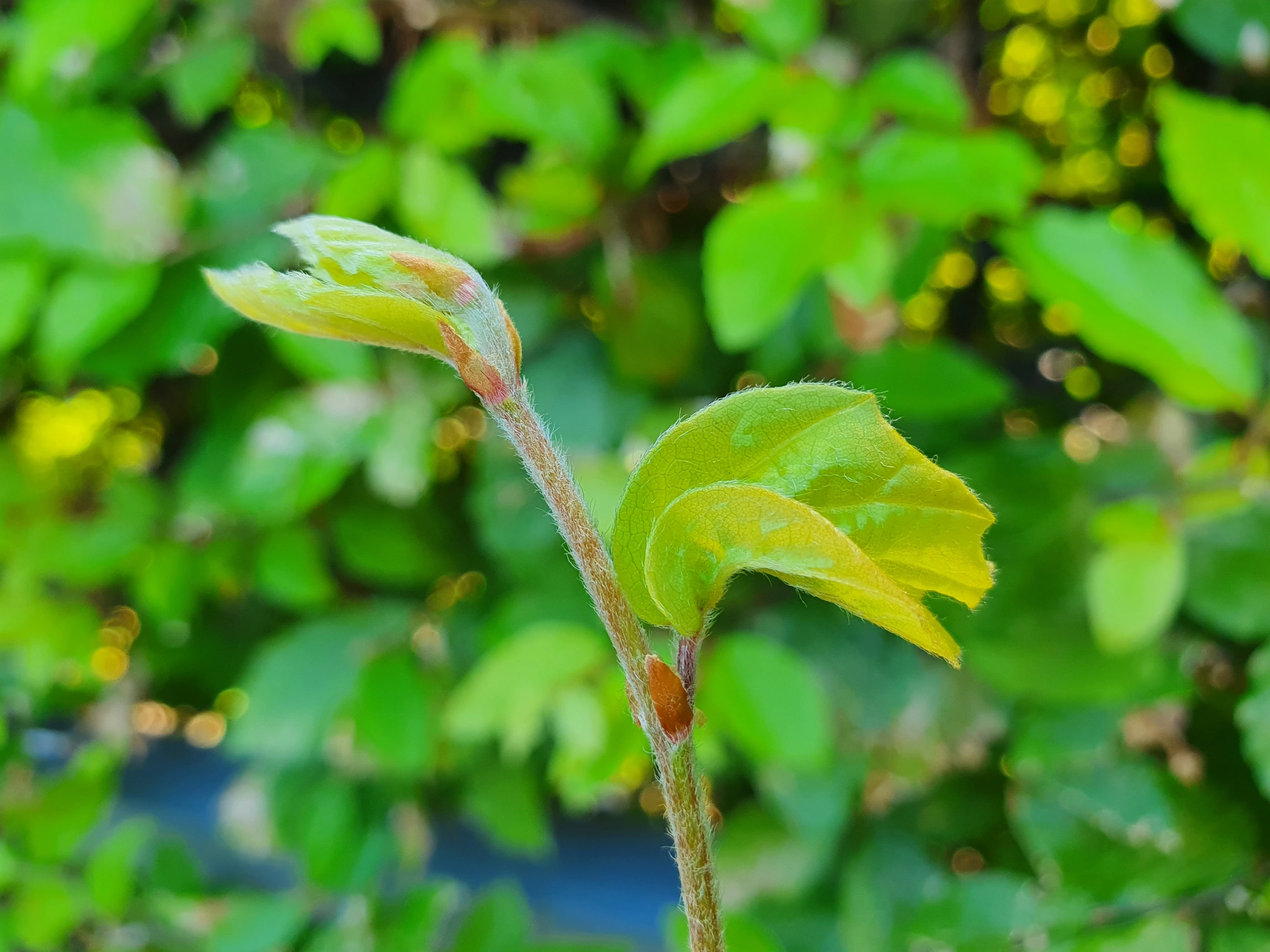 : Contarinia fagi.