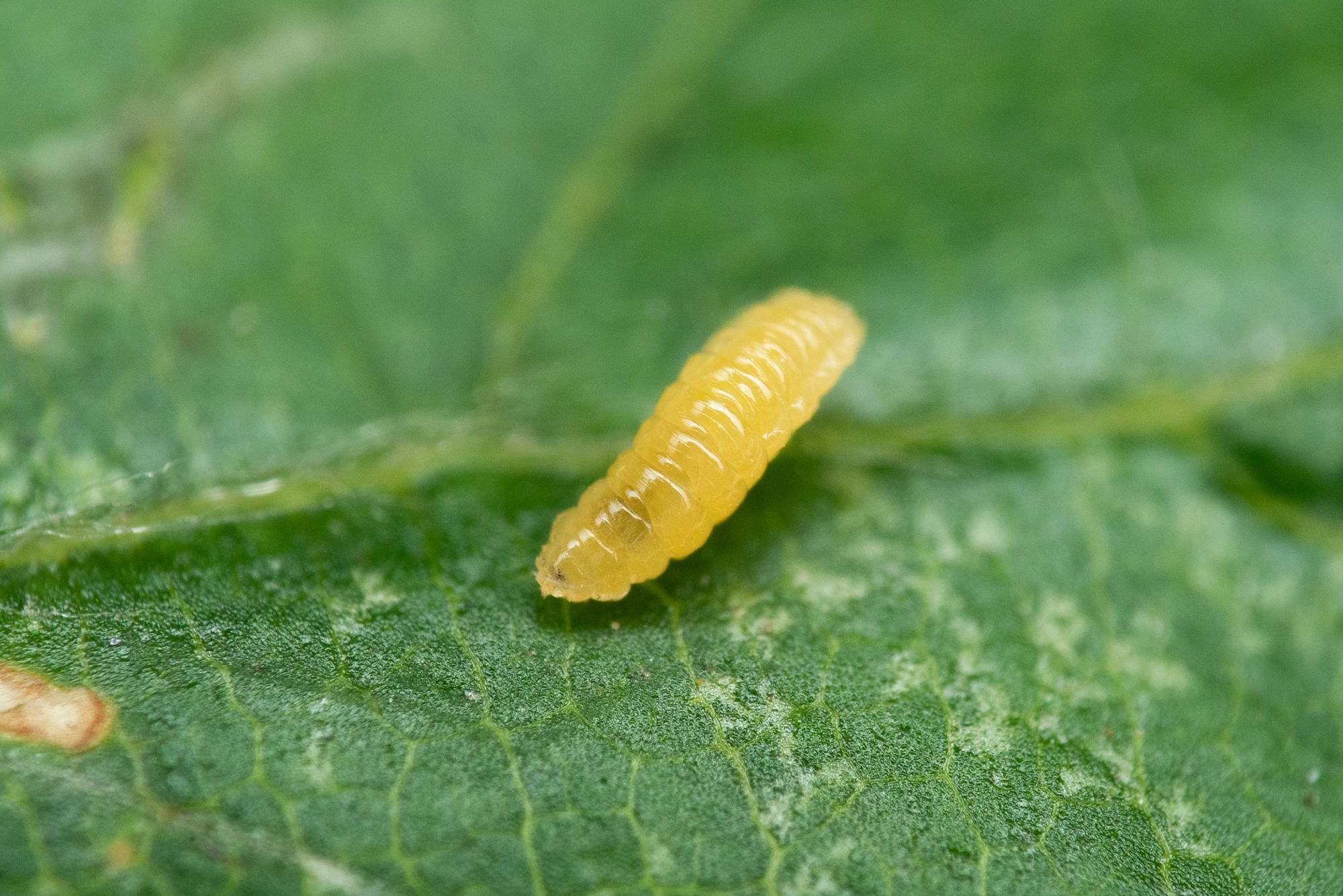 : Contarinia fagi.