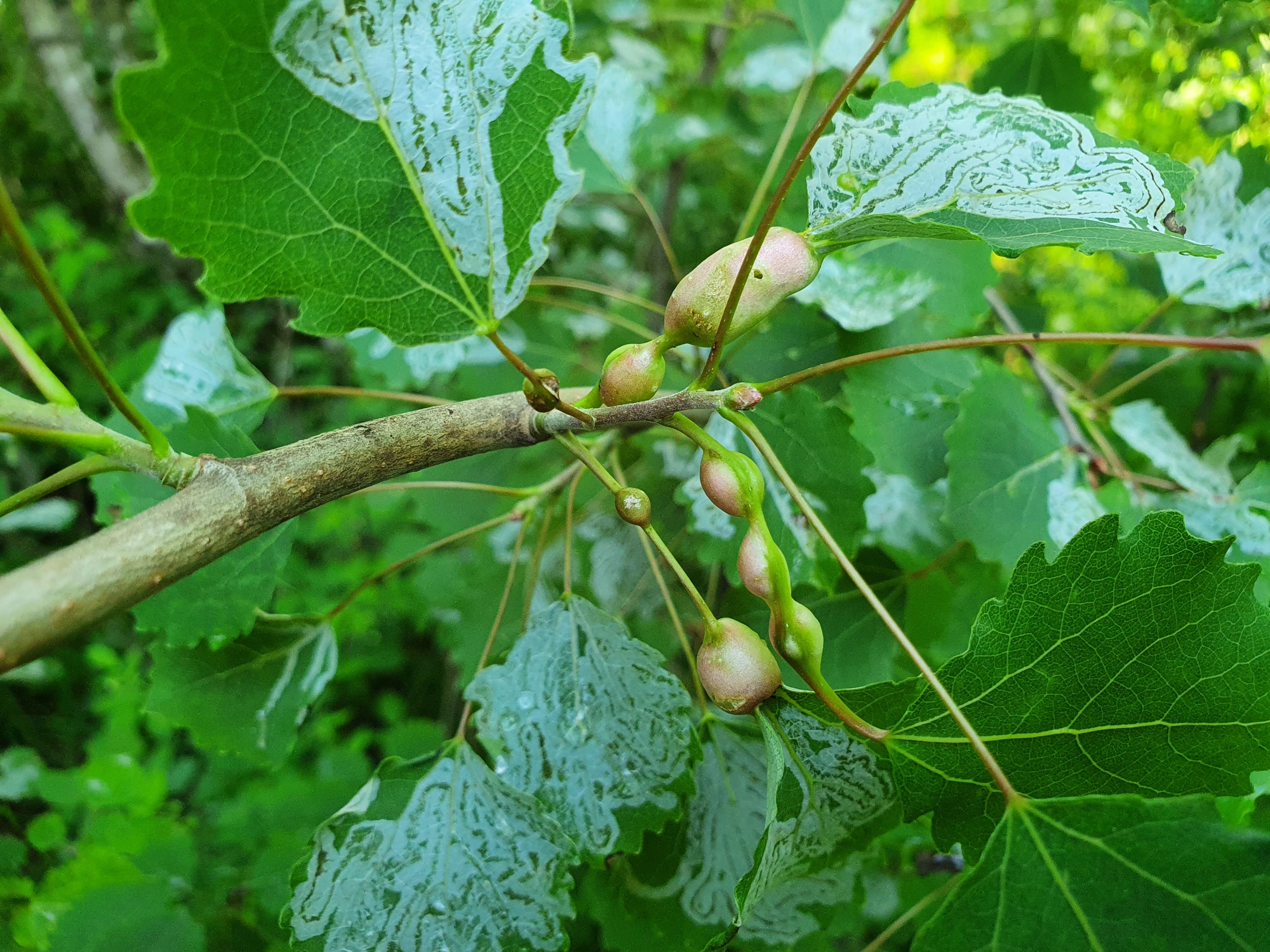 : Contarinia petioli.