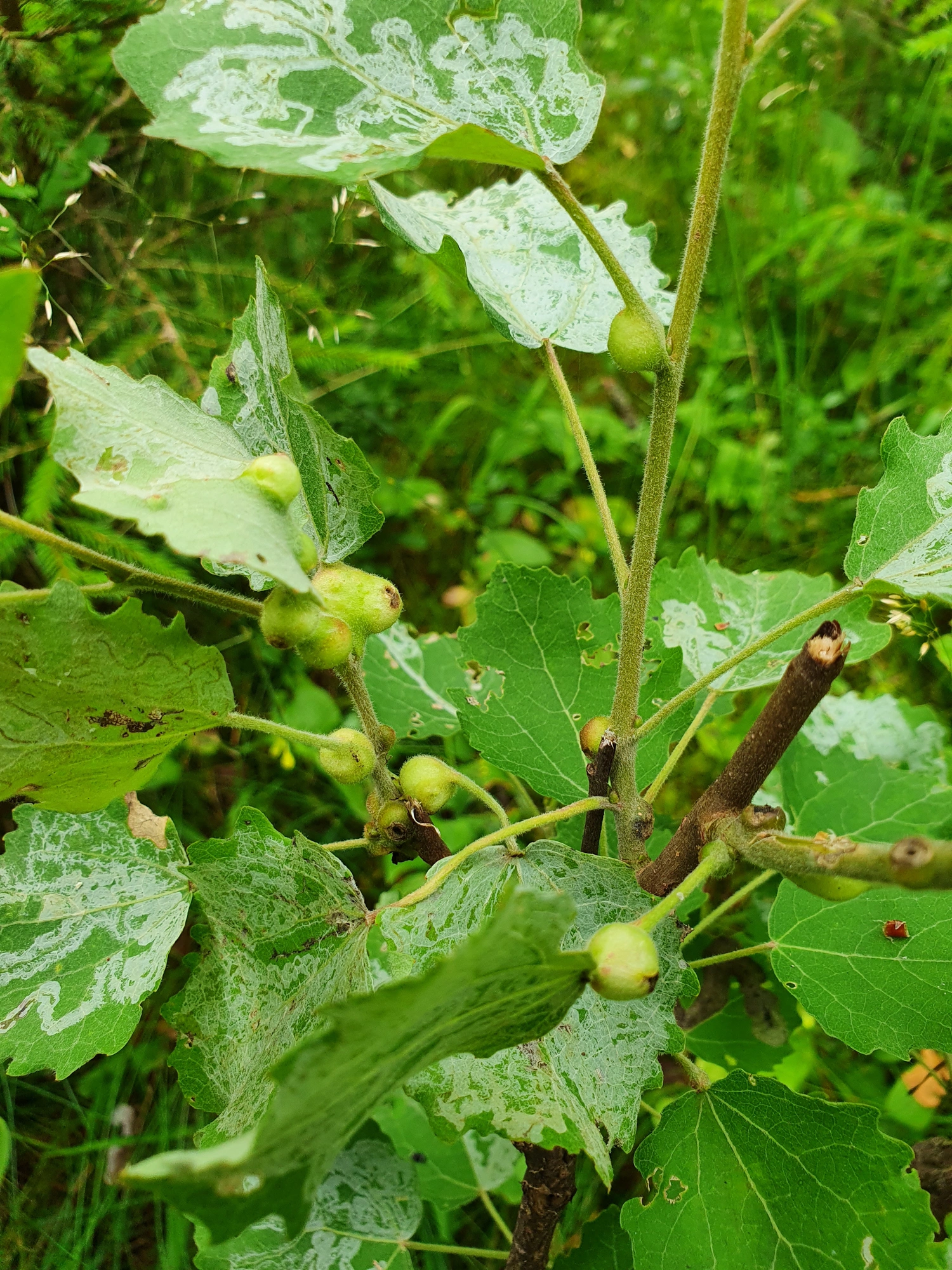 : Contarinia petioli.