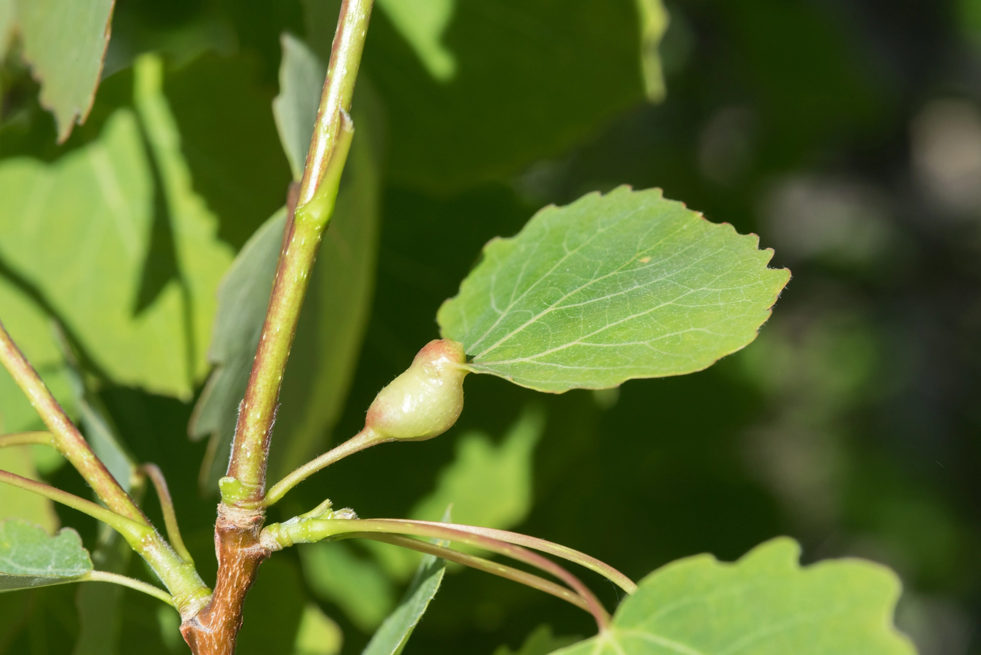 : Contarinia petioli.