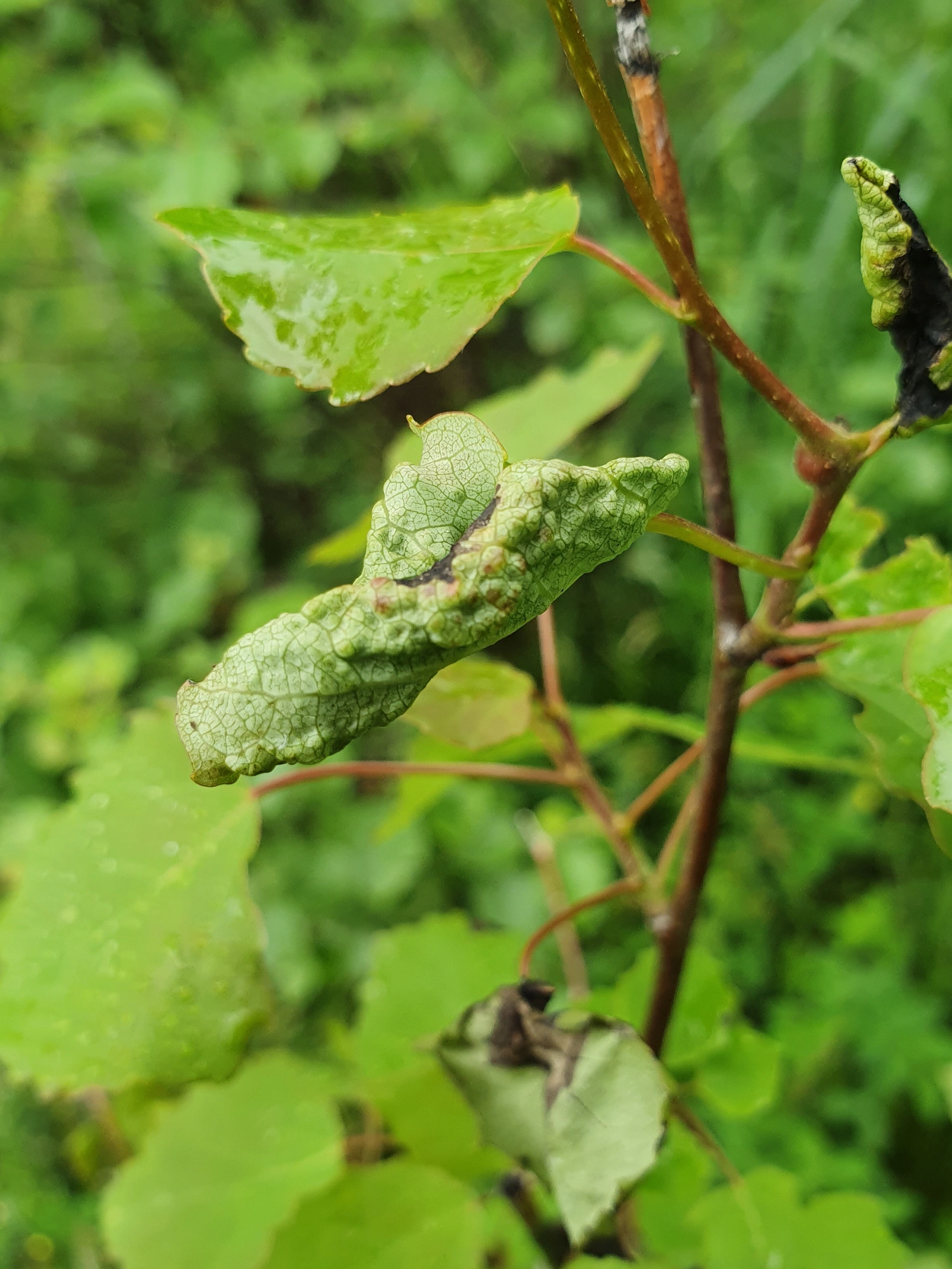 : Contarinia tremulae.