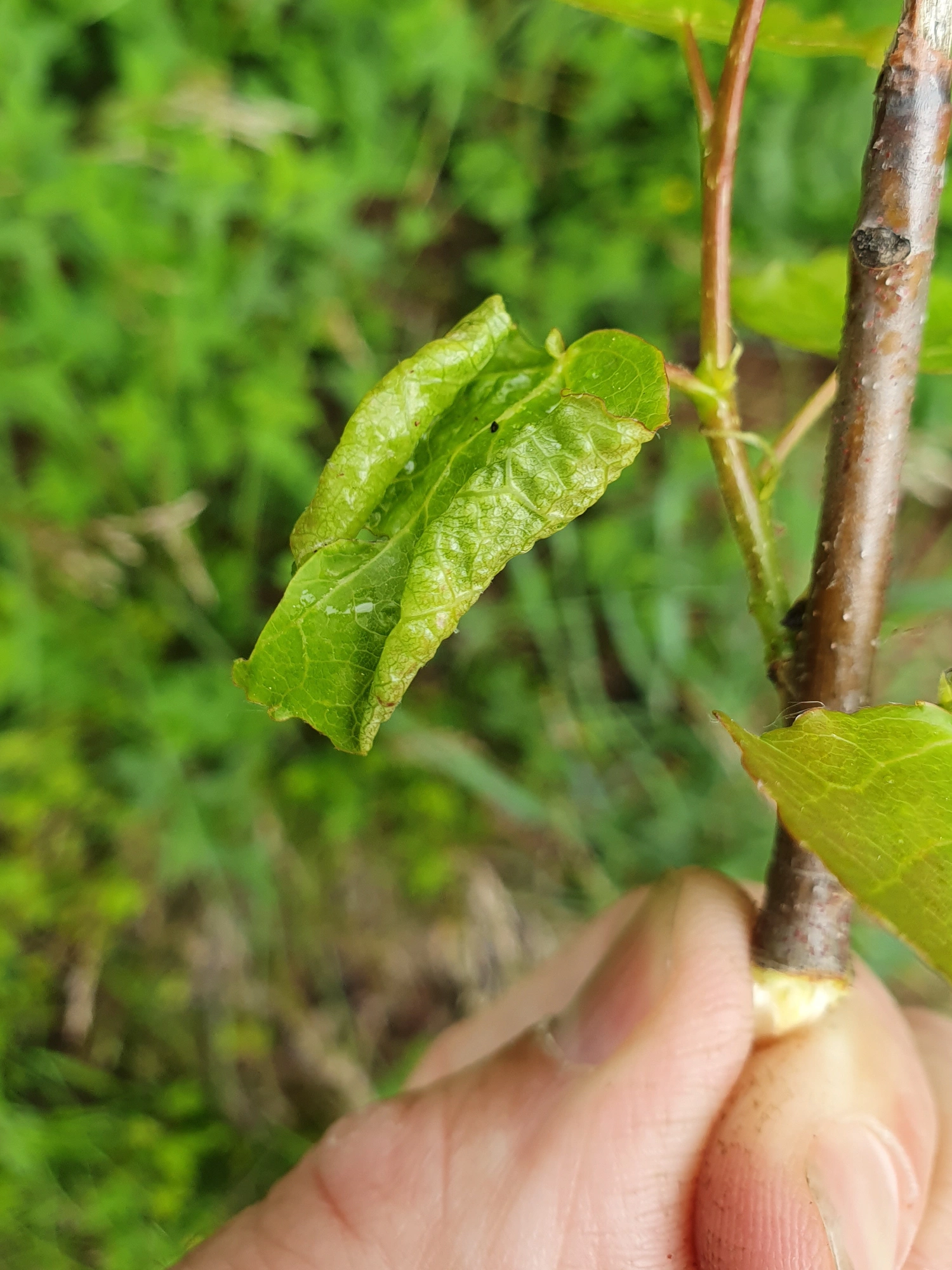 : Contarinia tremulae.