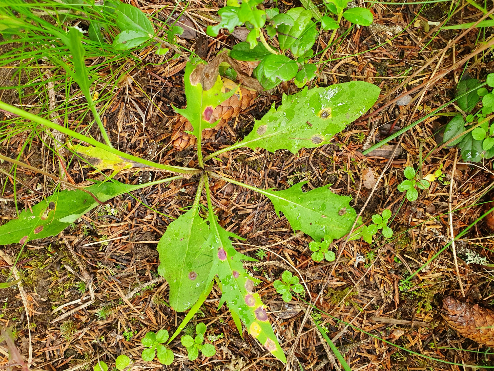 : Cystiphora sanguinea.