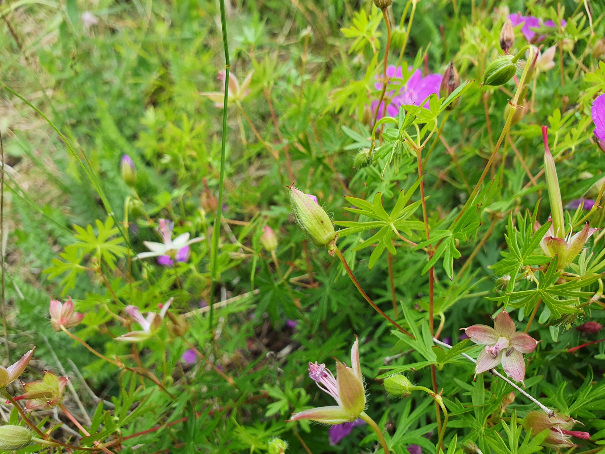 : Dasineura geranii.