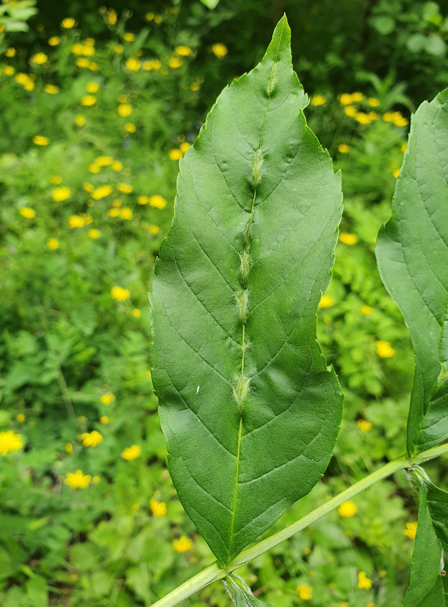 : Dasineura fraxini.