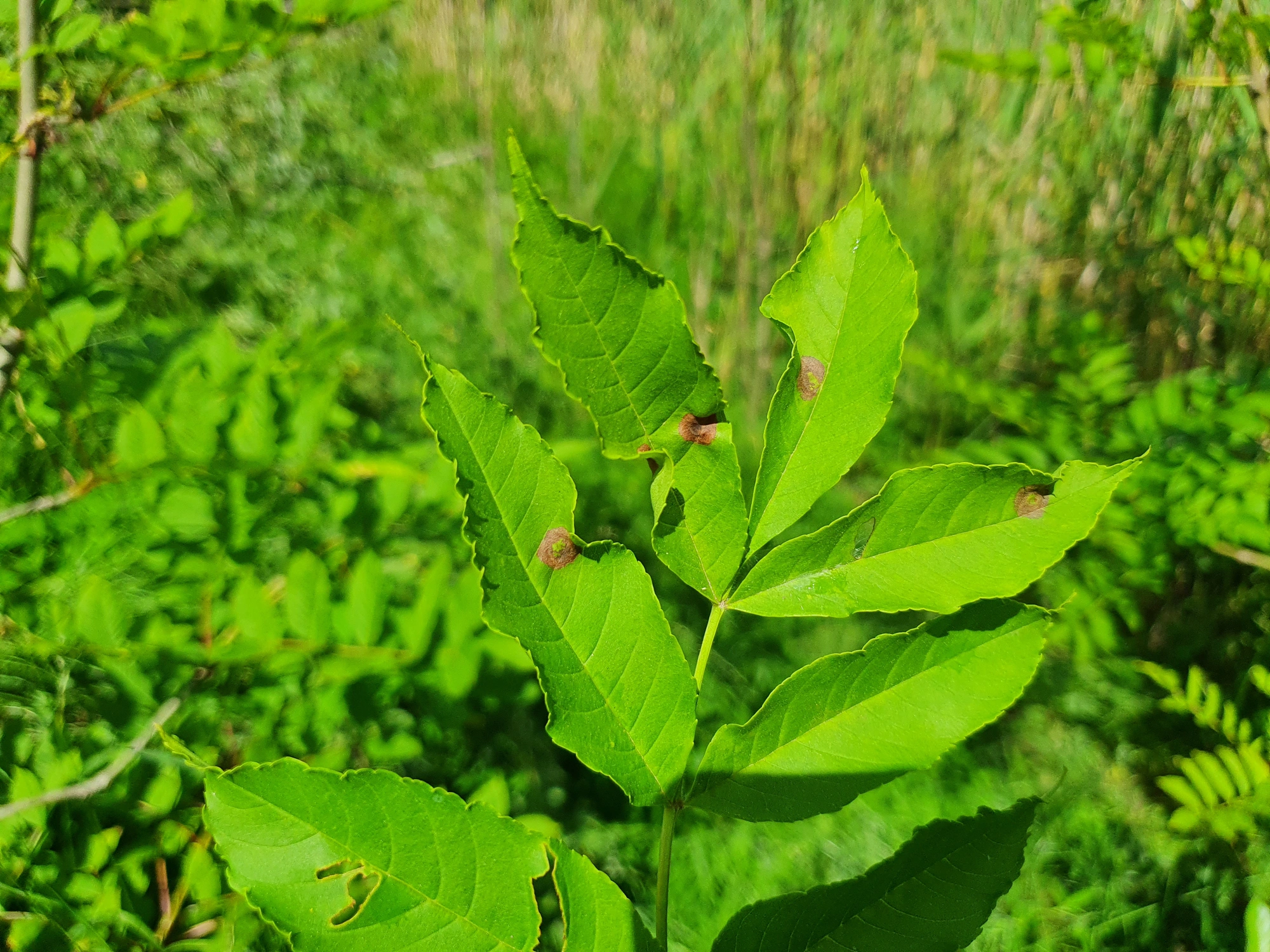 : Dasineura fraxinea.