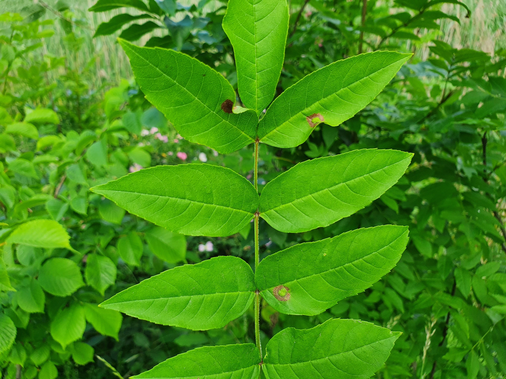 : Dasineura fraxinea.