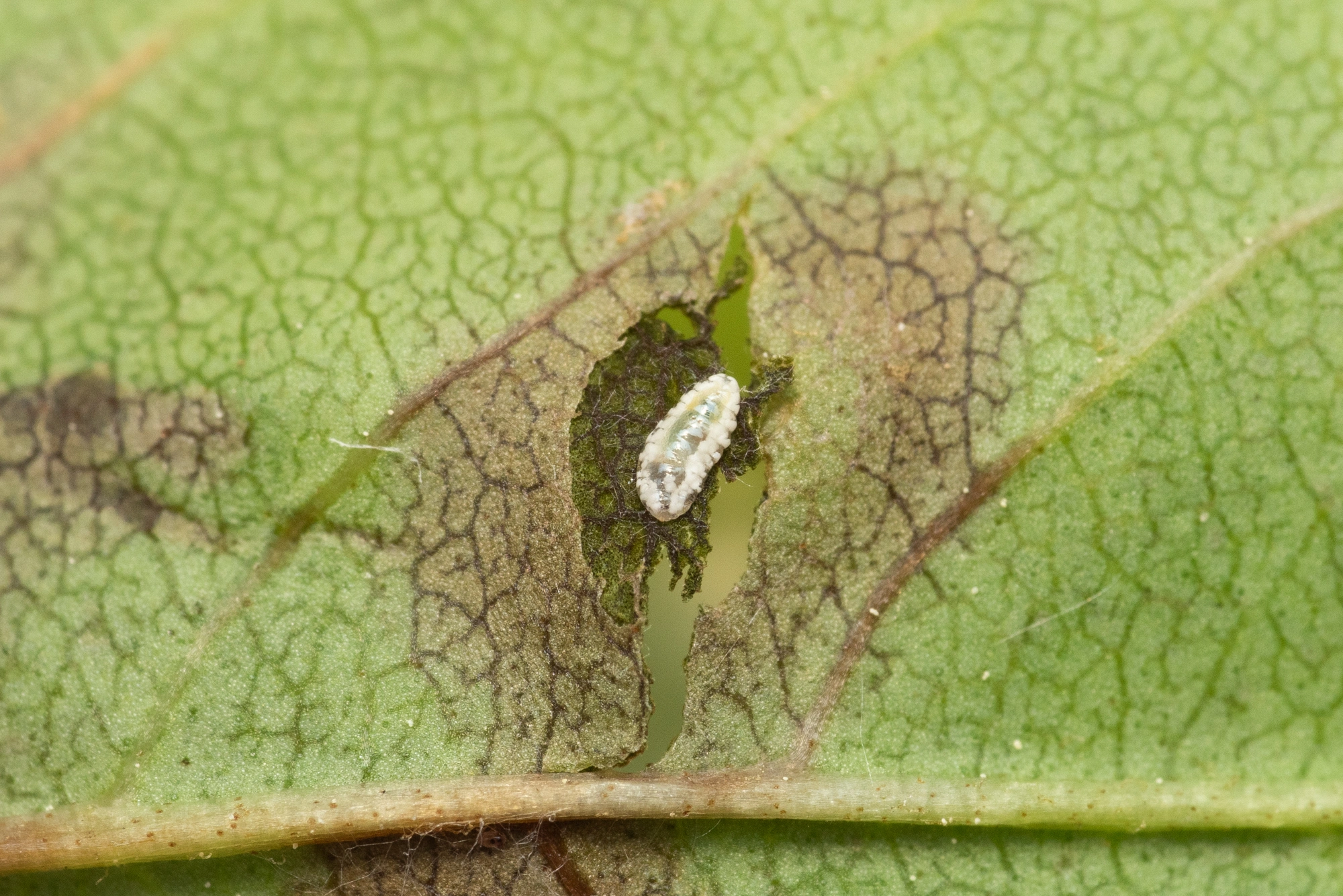 : Dasineura fraxinea.