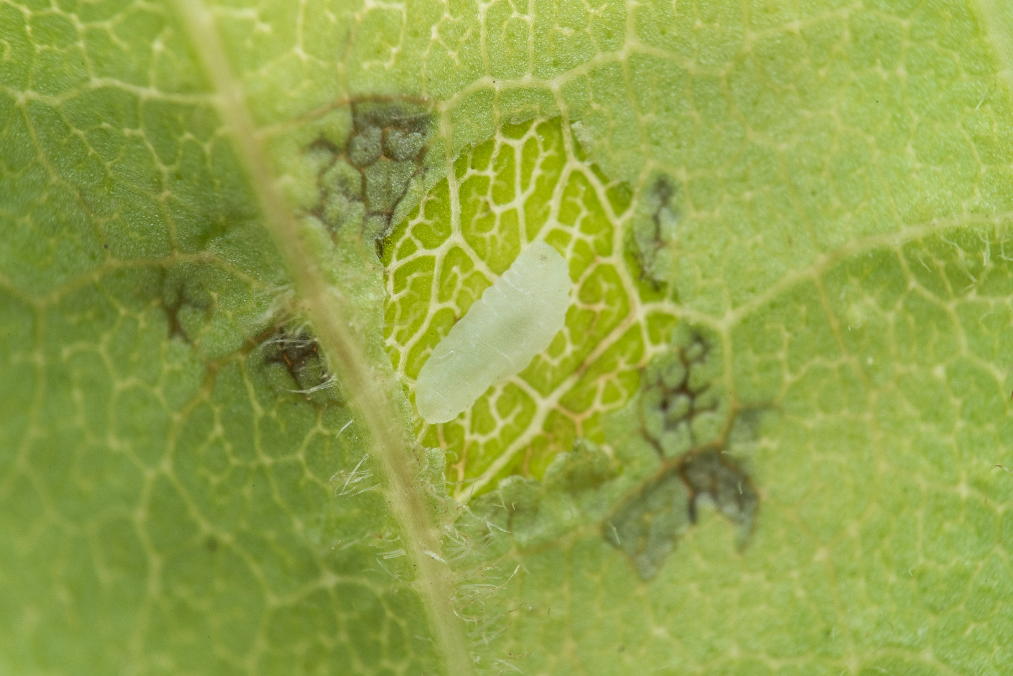 : Dasineura fraxinea.