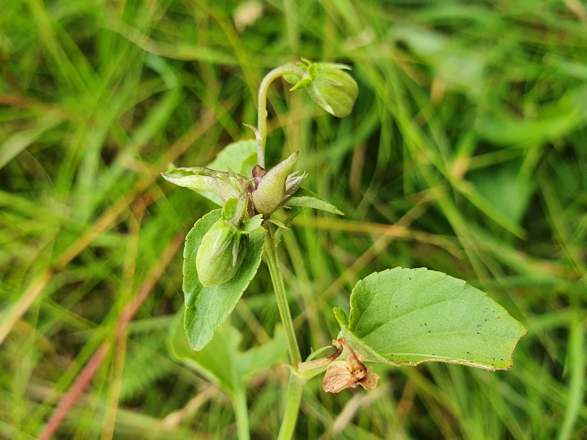 : Dasineura affinis.