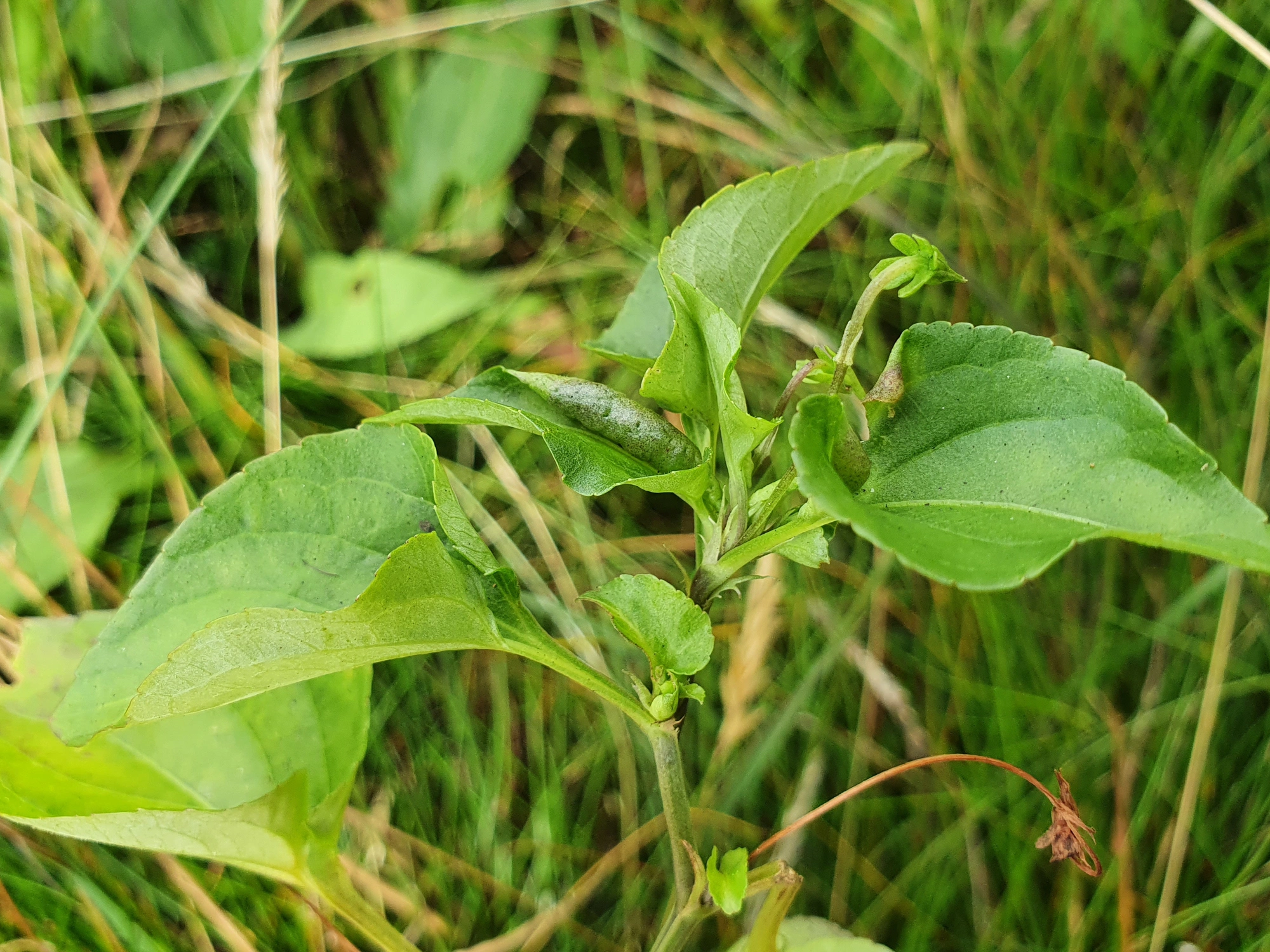 : Dasineura affinis.