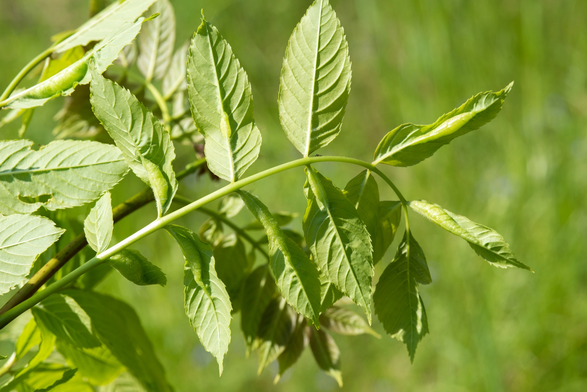 : Dasineura acrophila.