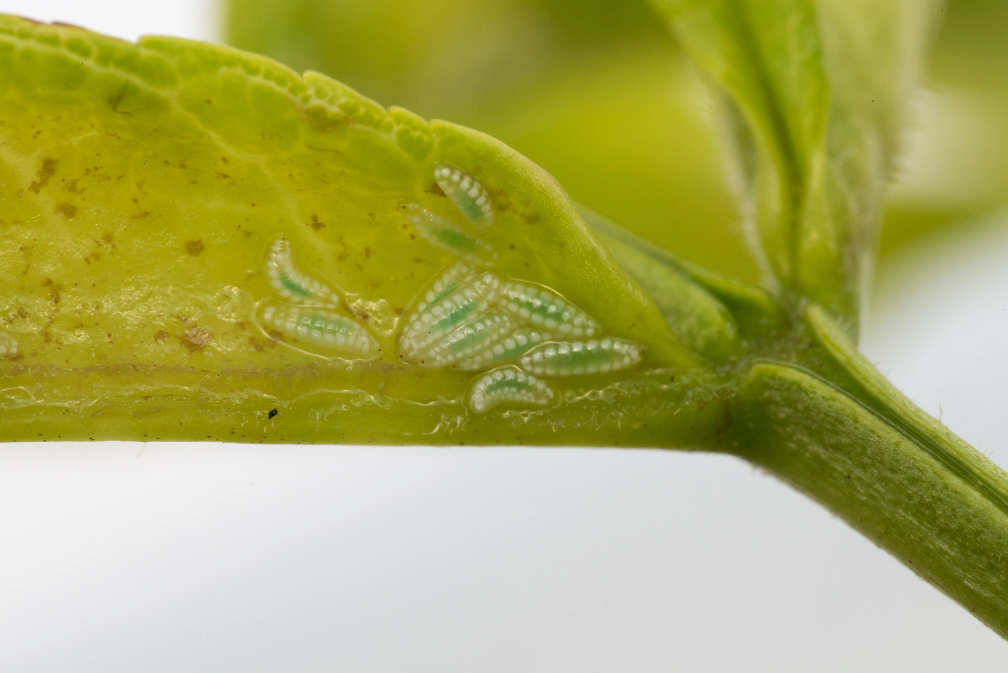 : Dasineura acrophila.