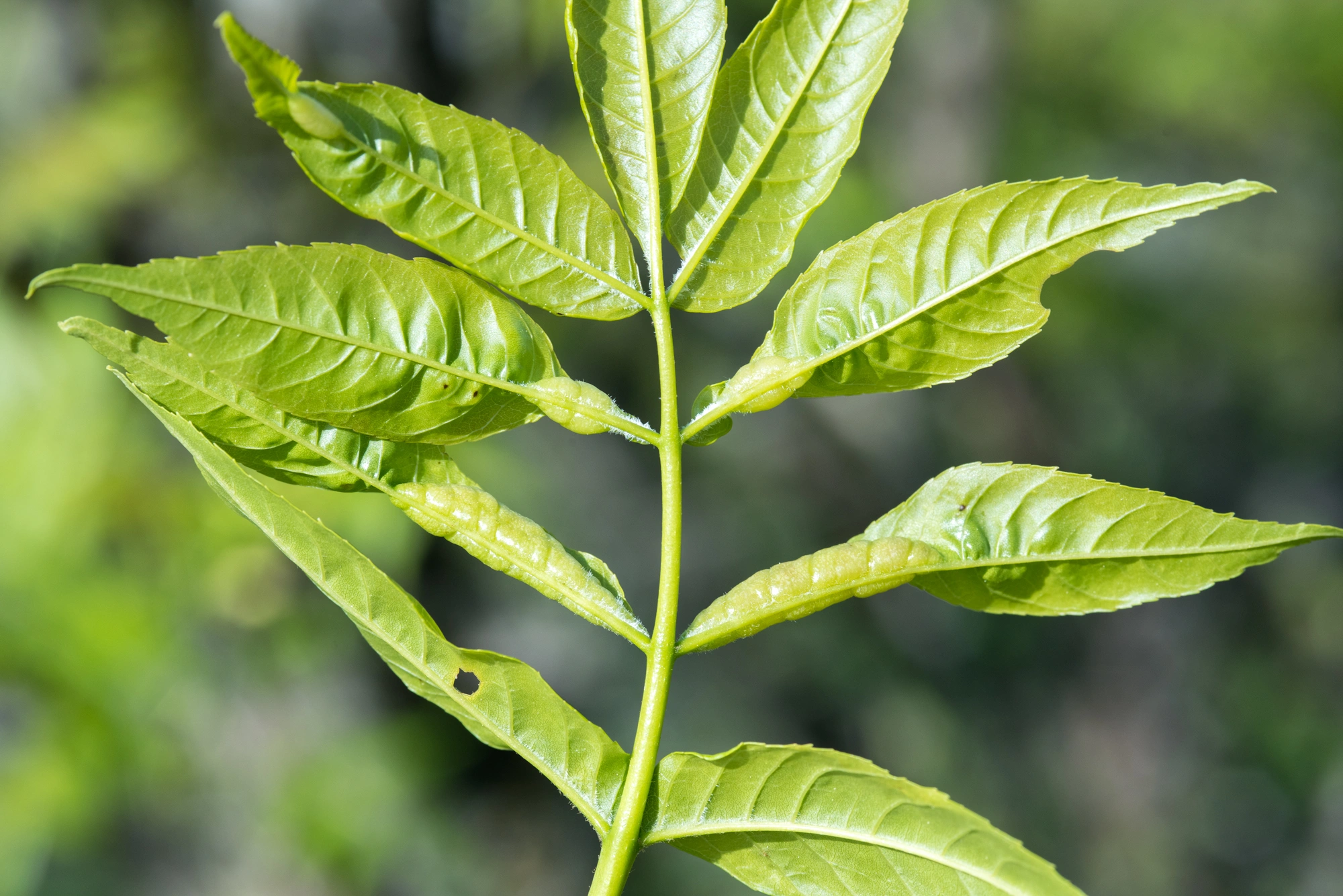 : Dasineura acrophila.