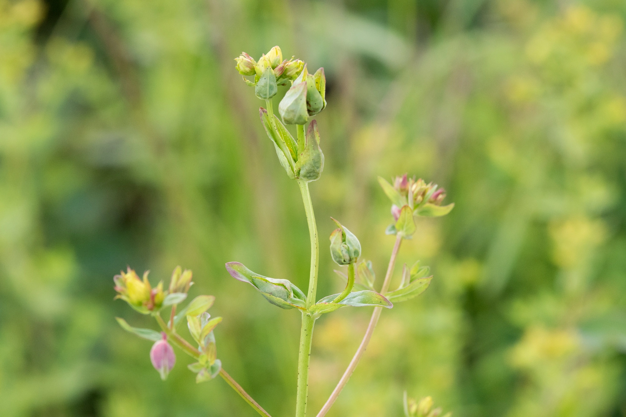 : Dasineura serotina.