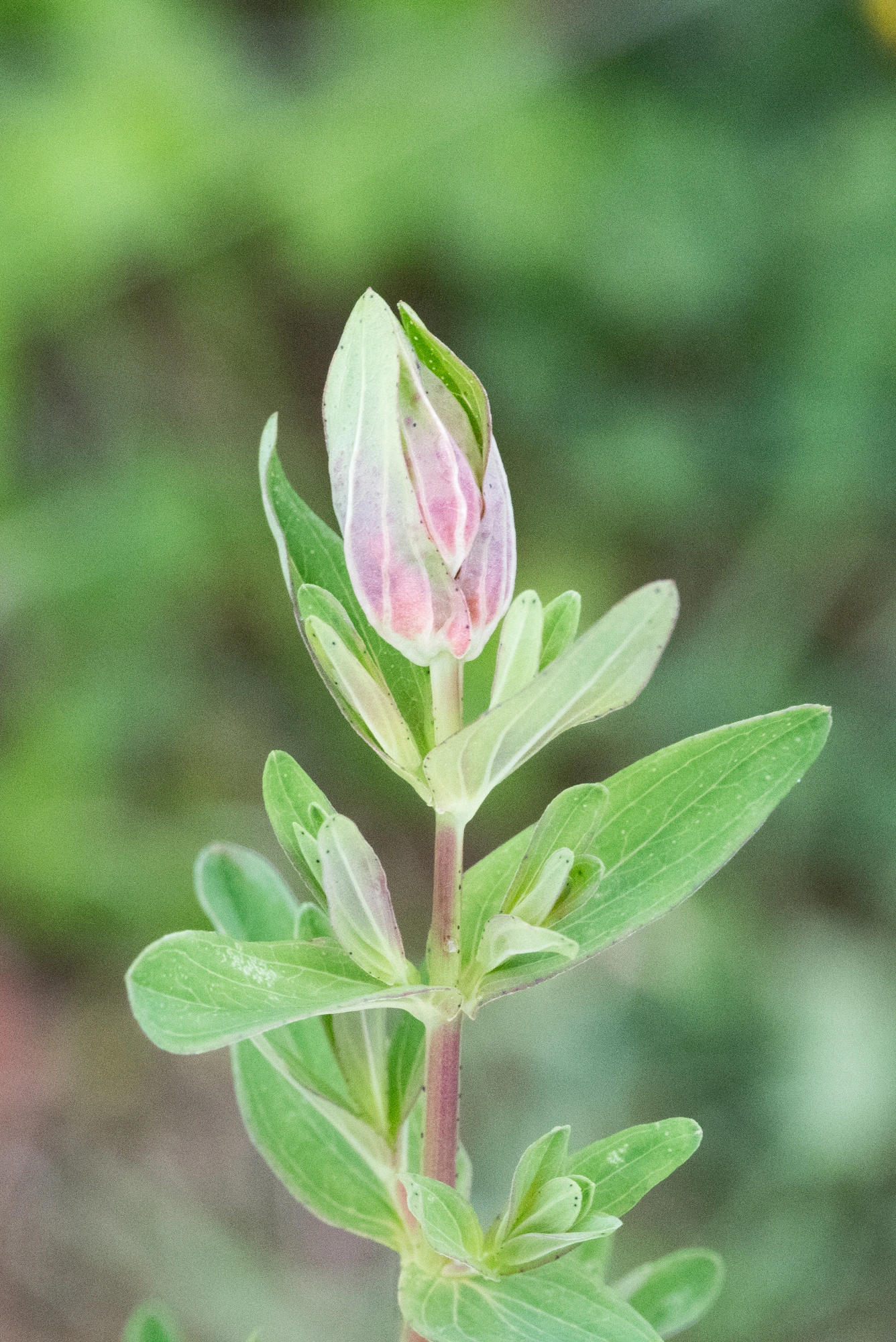 : Dasineura serotina.