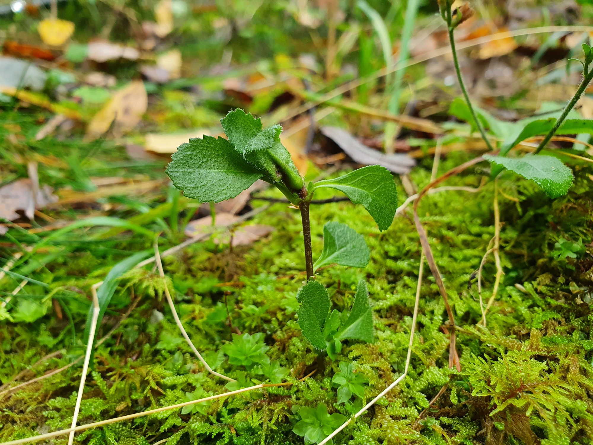 : Dasineura similis.