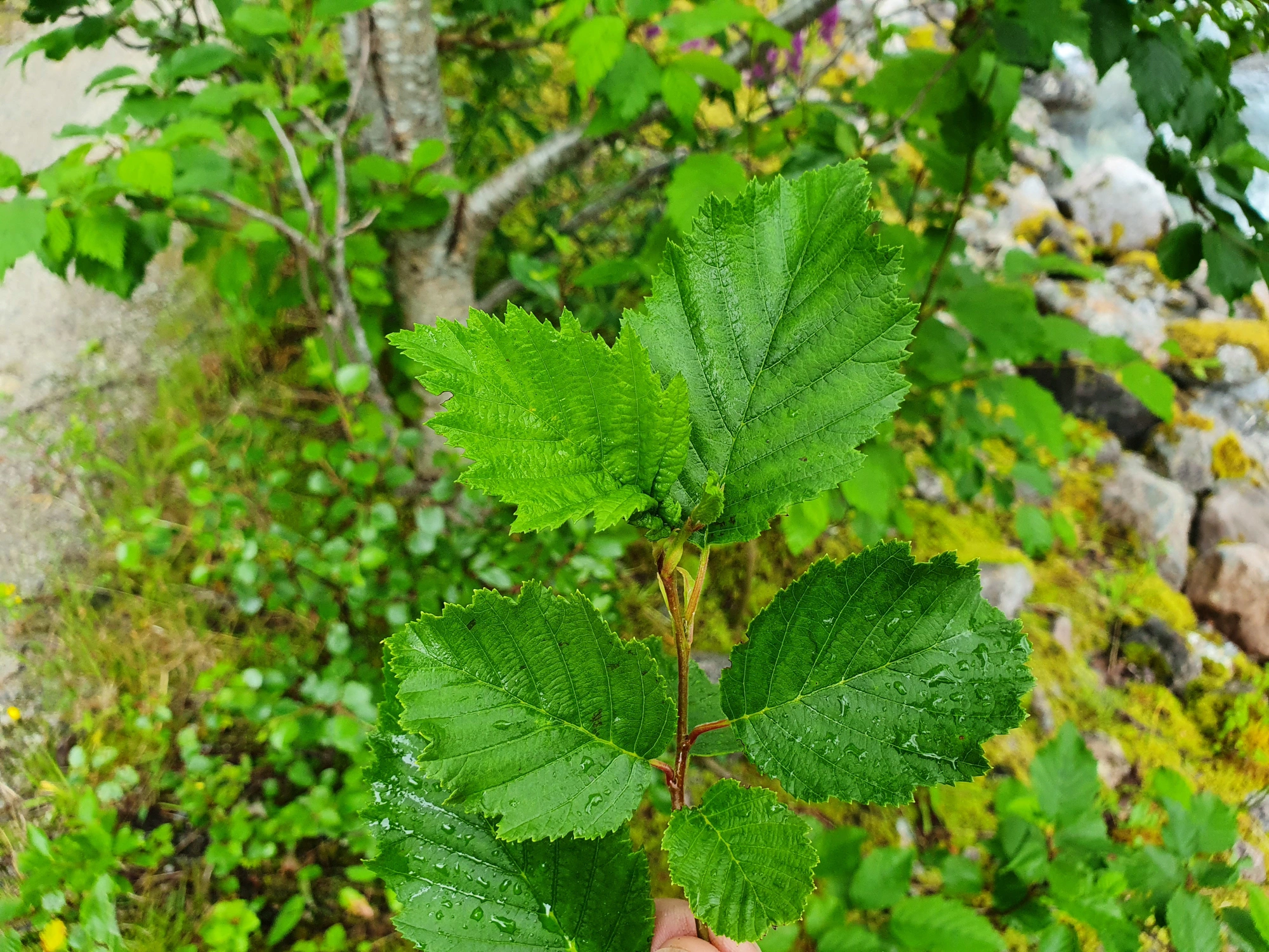 : Dasineura tortilis.