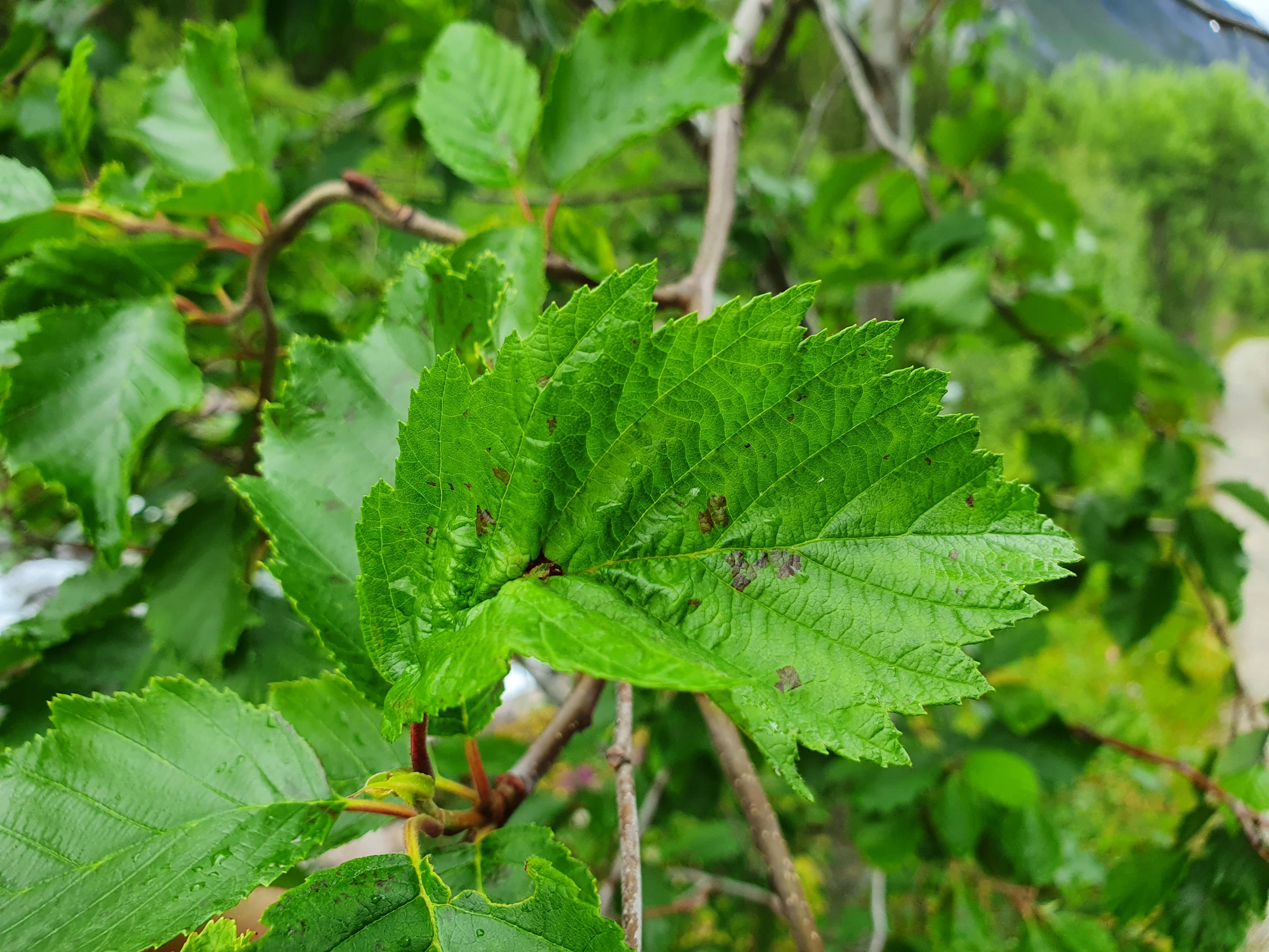 : Dasineura tortilis.