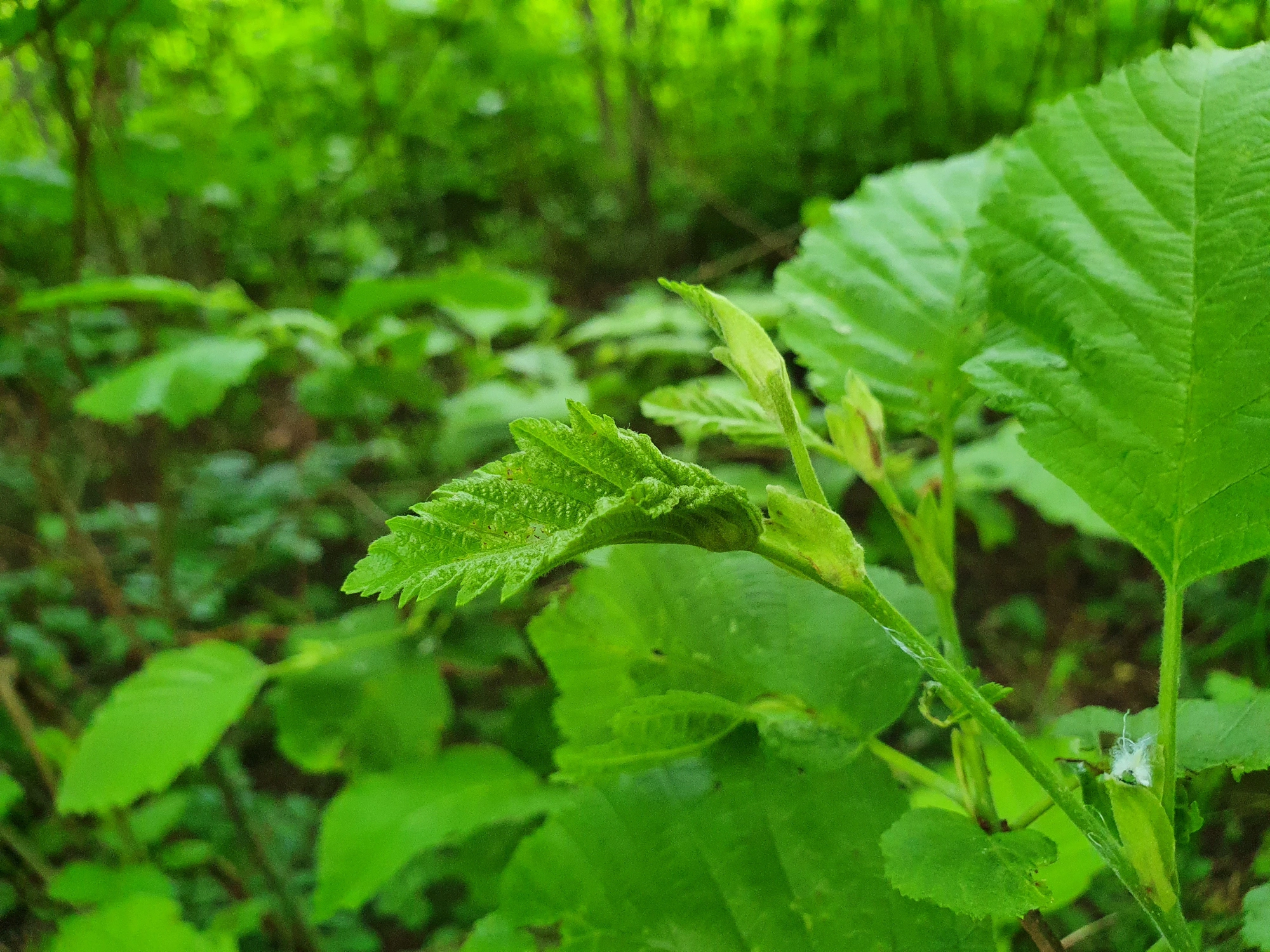 : Dasineura tortilis.