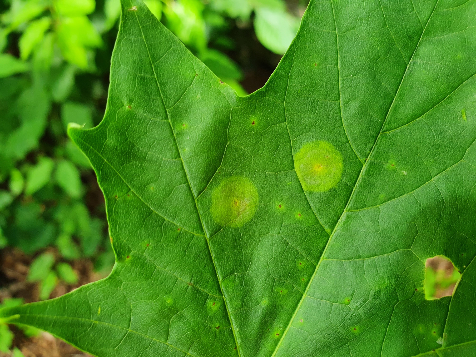 : Drisina glutinosa.