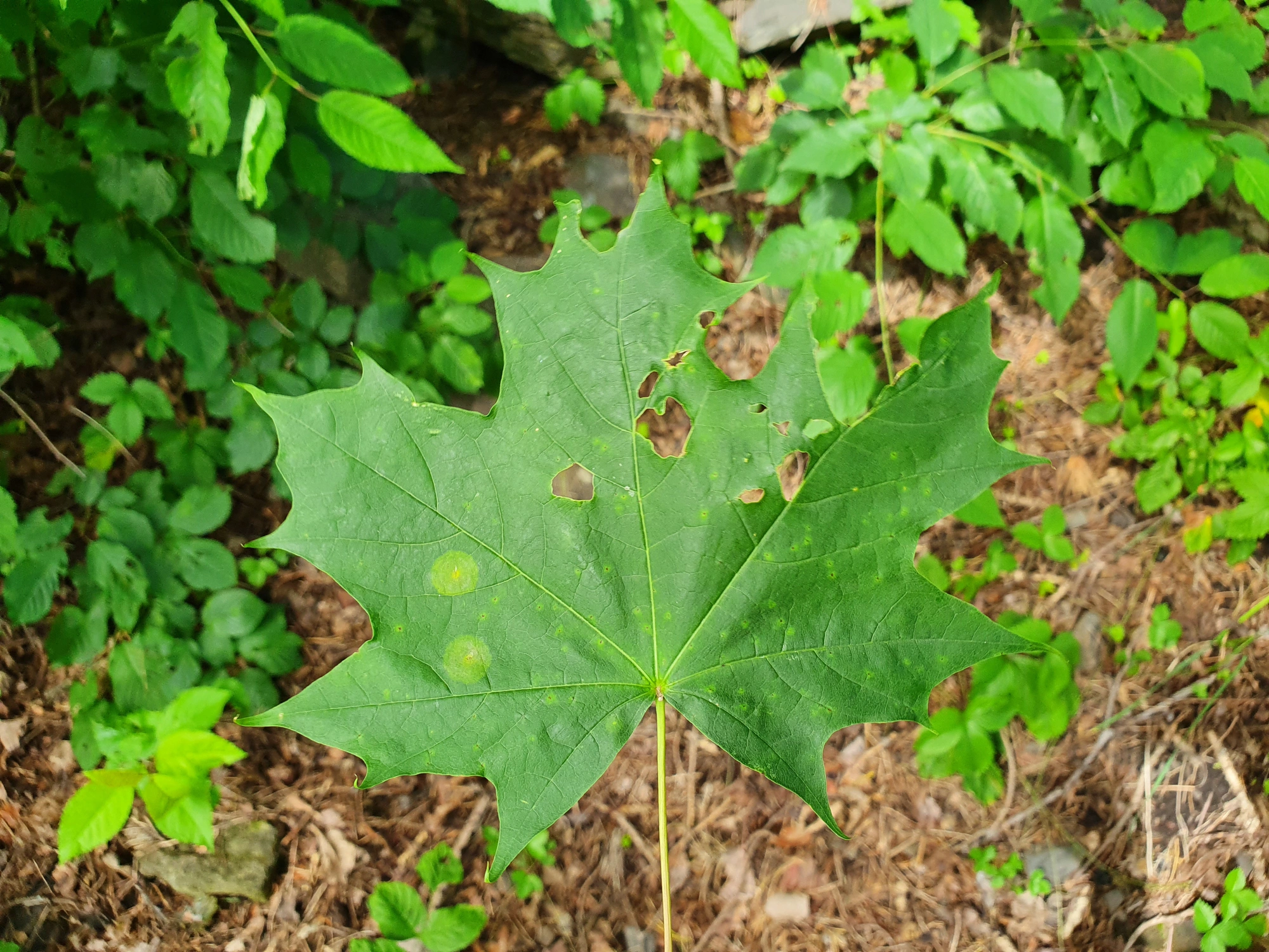 : Drisina glutinosa.