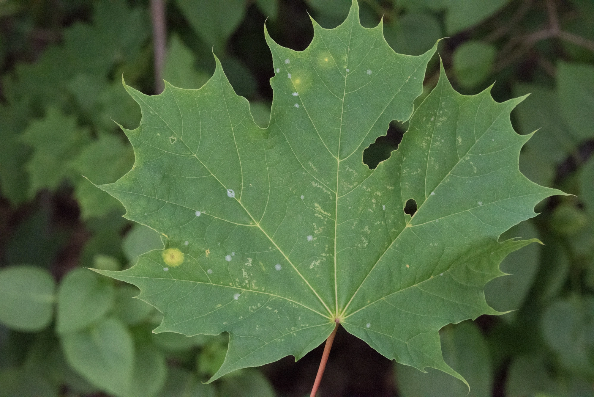 : Drisina glutinosa.