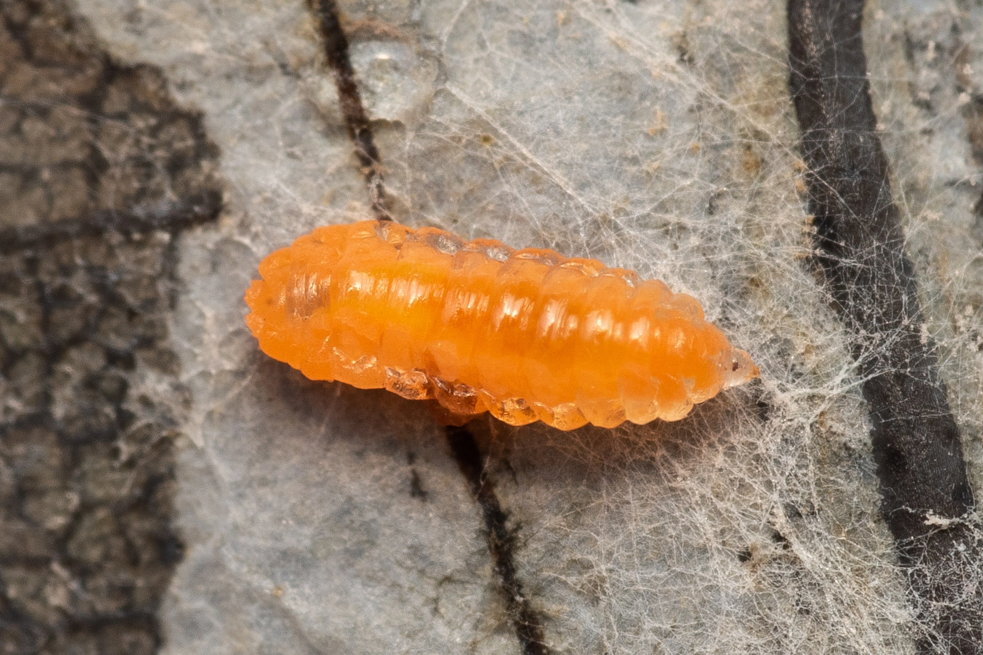 : Harmandiola cavernosa.