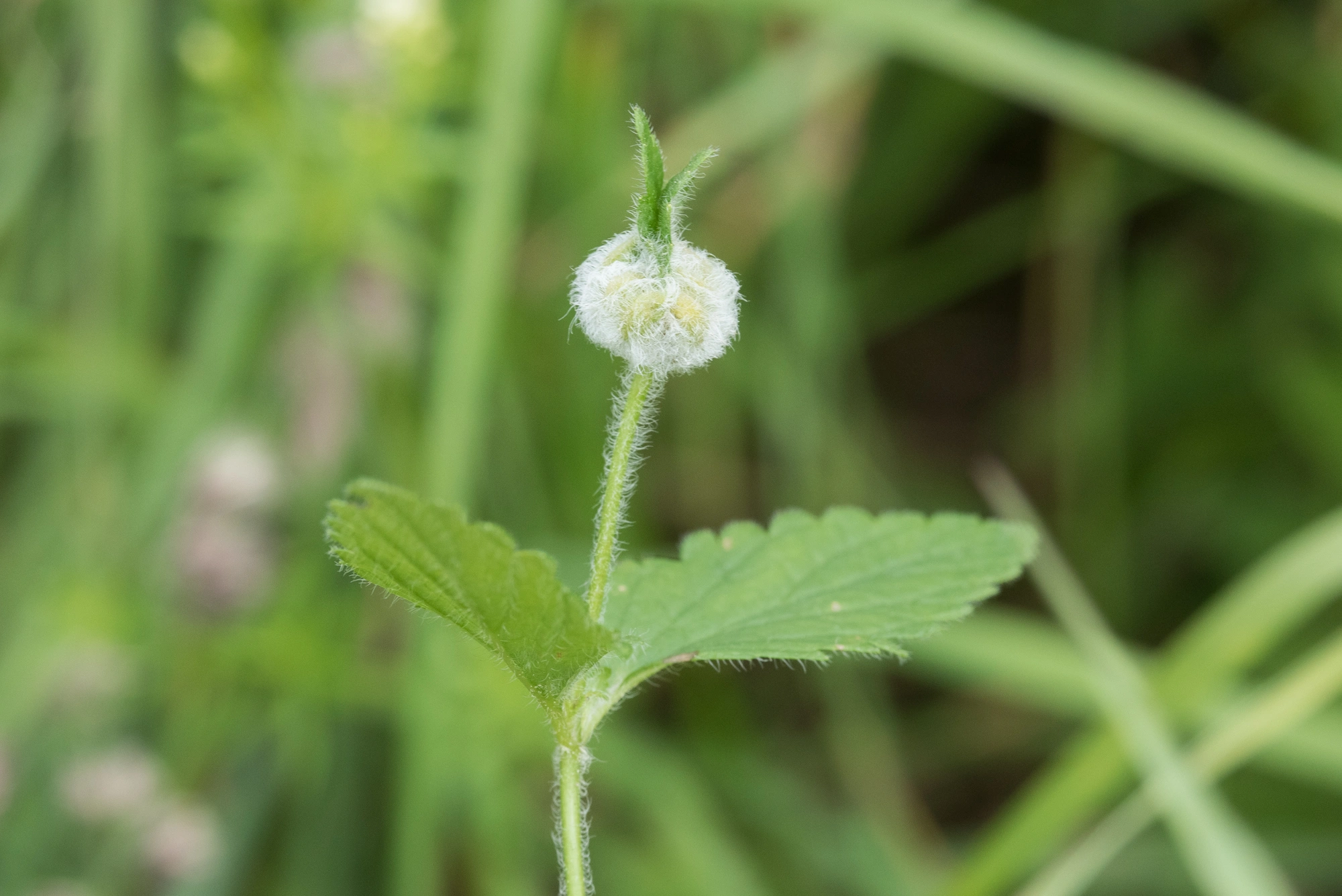 : Jaapiella veronicae.