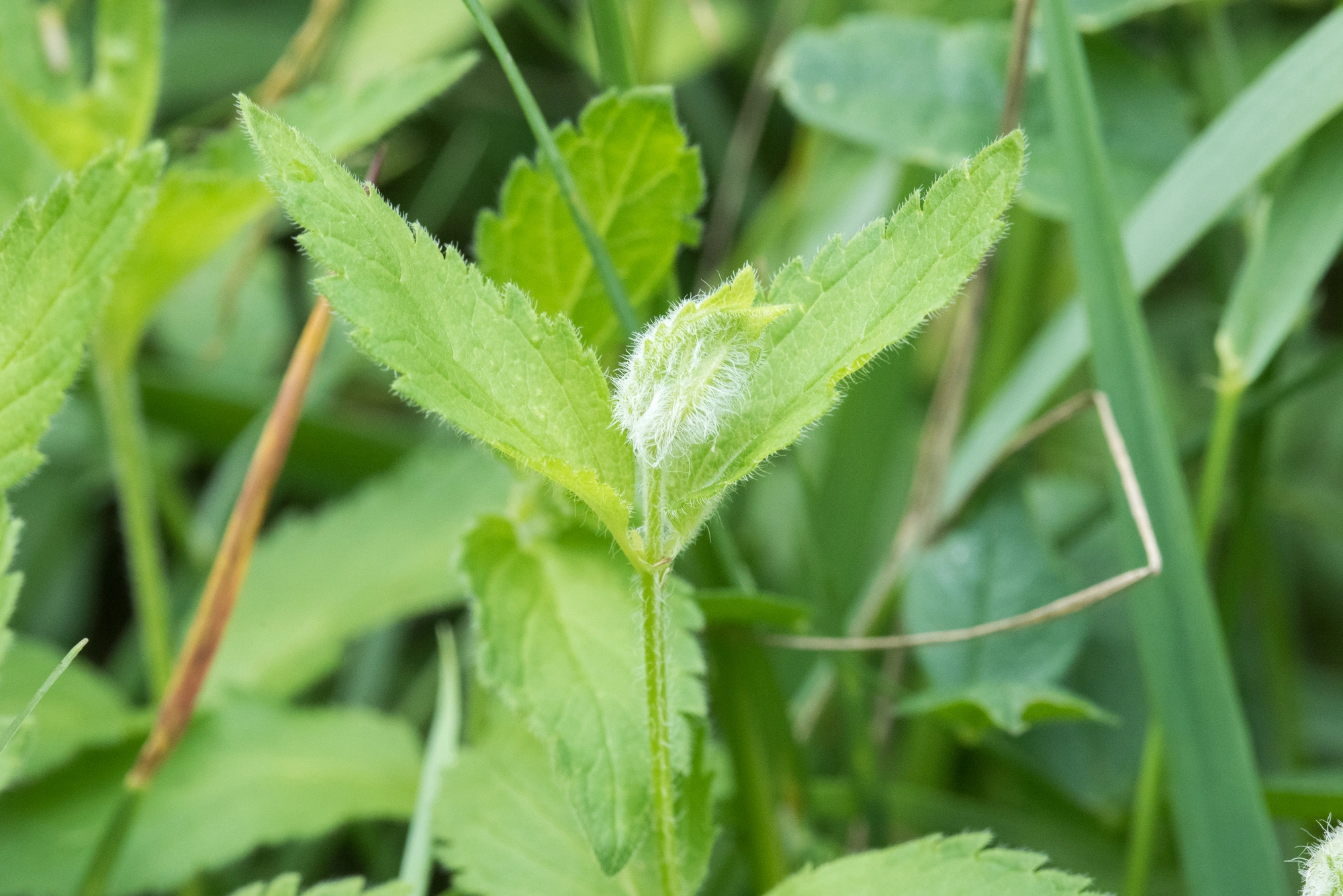 : Jaapiella veronicae.