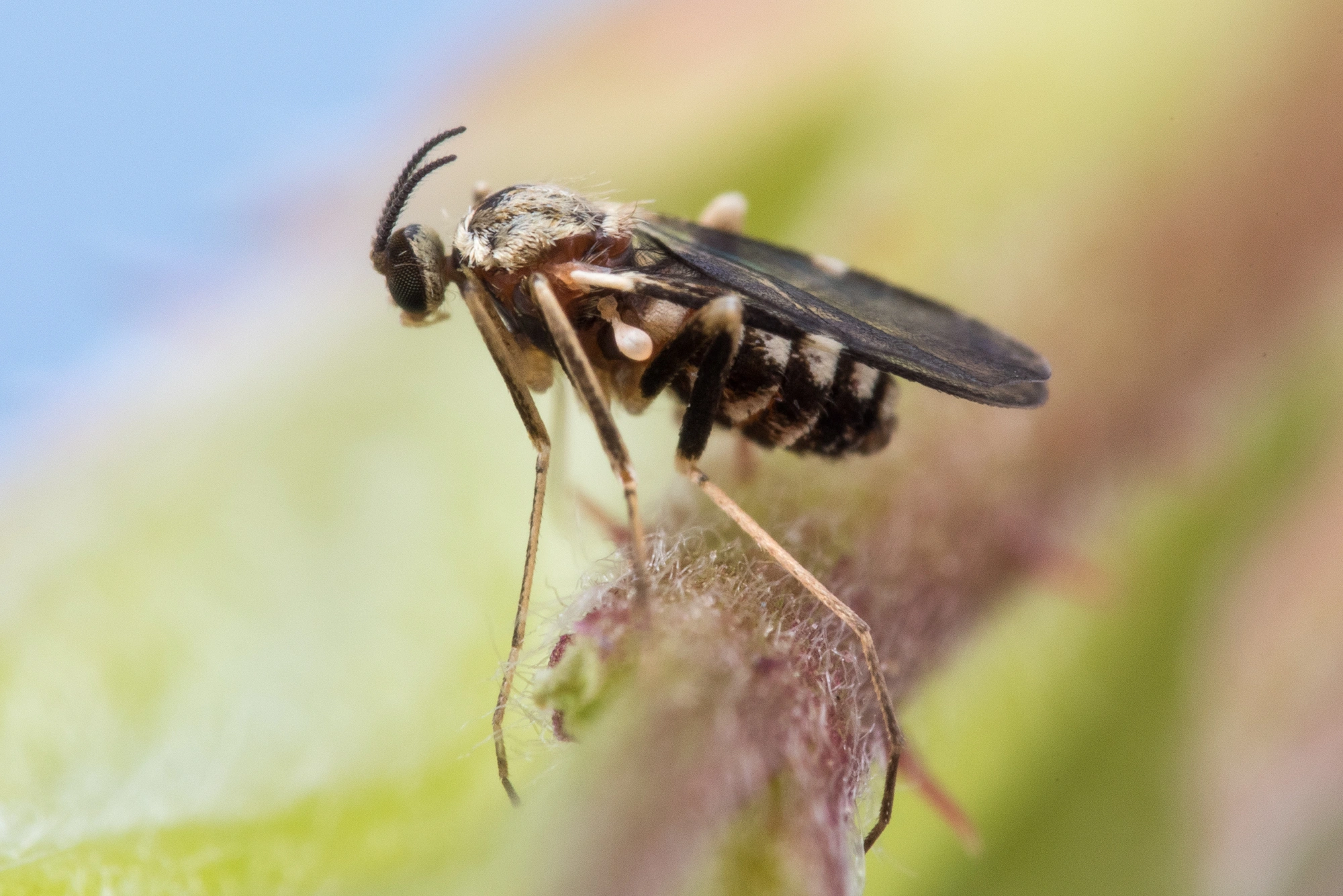 : Lasioptera rubi.