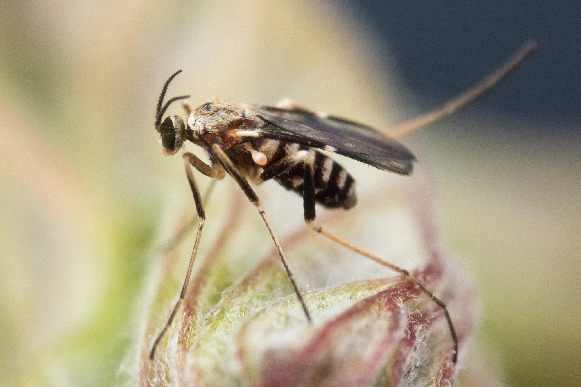 : Lasioptera rubi.