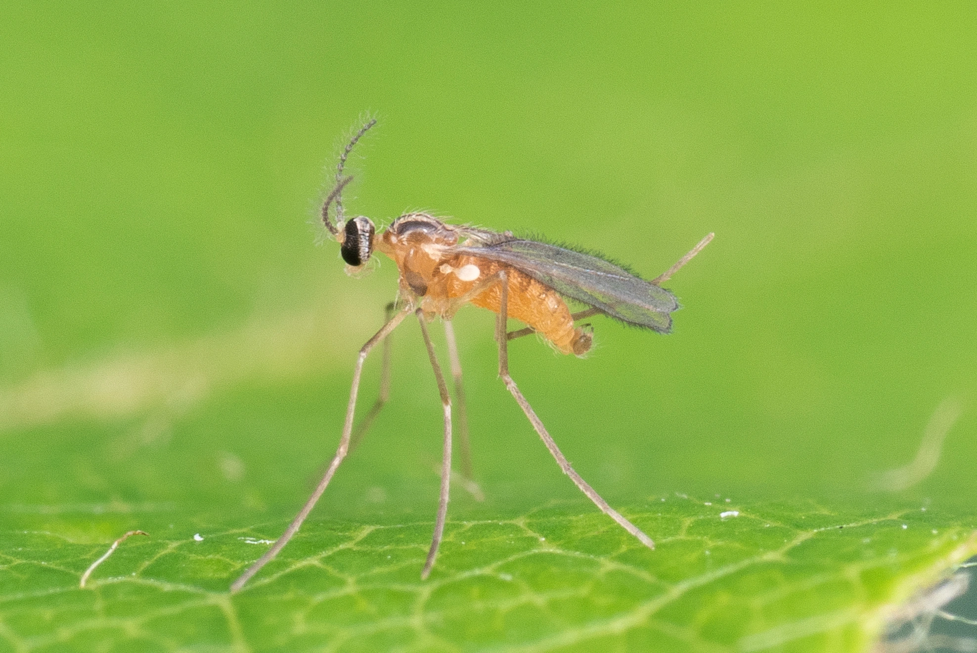 : Macrolabis fagicola.