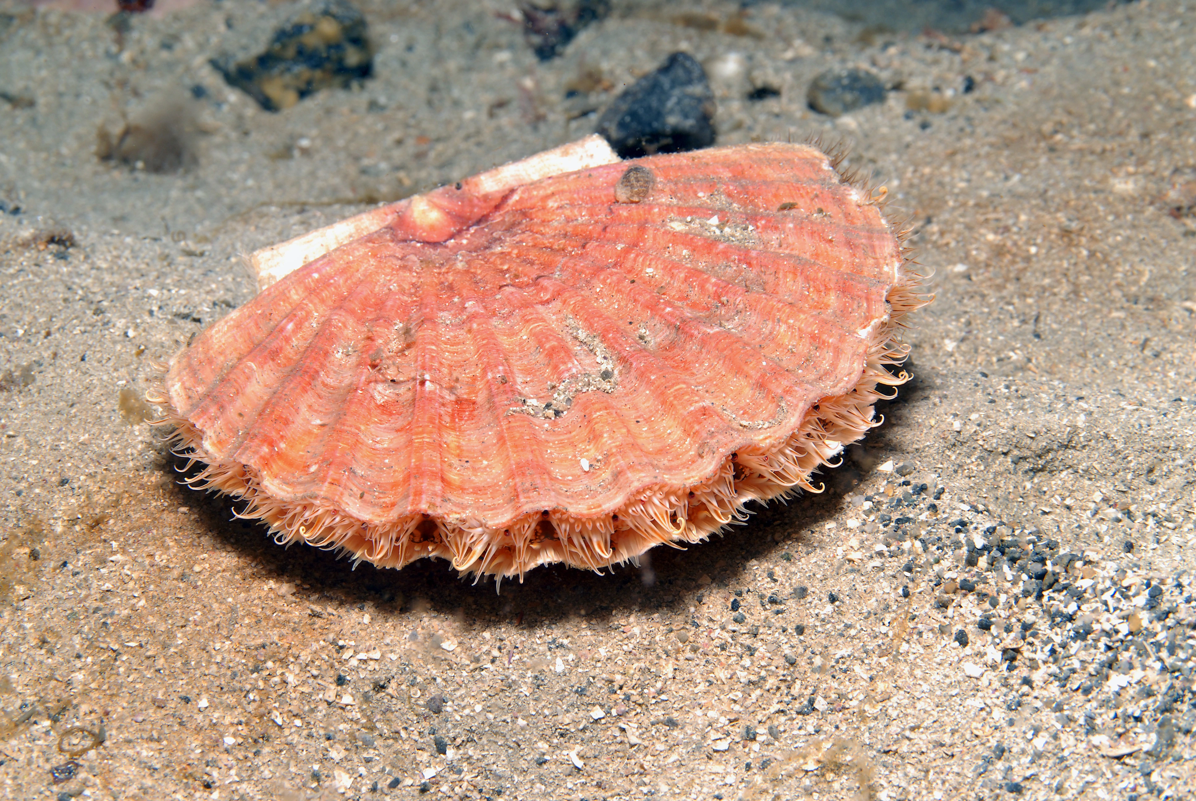 : Pecten maximus.