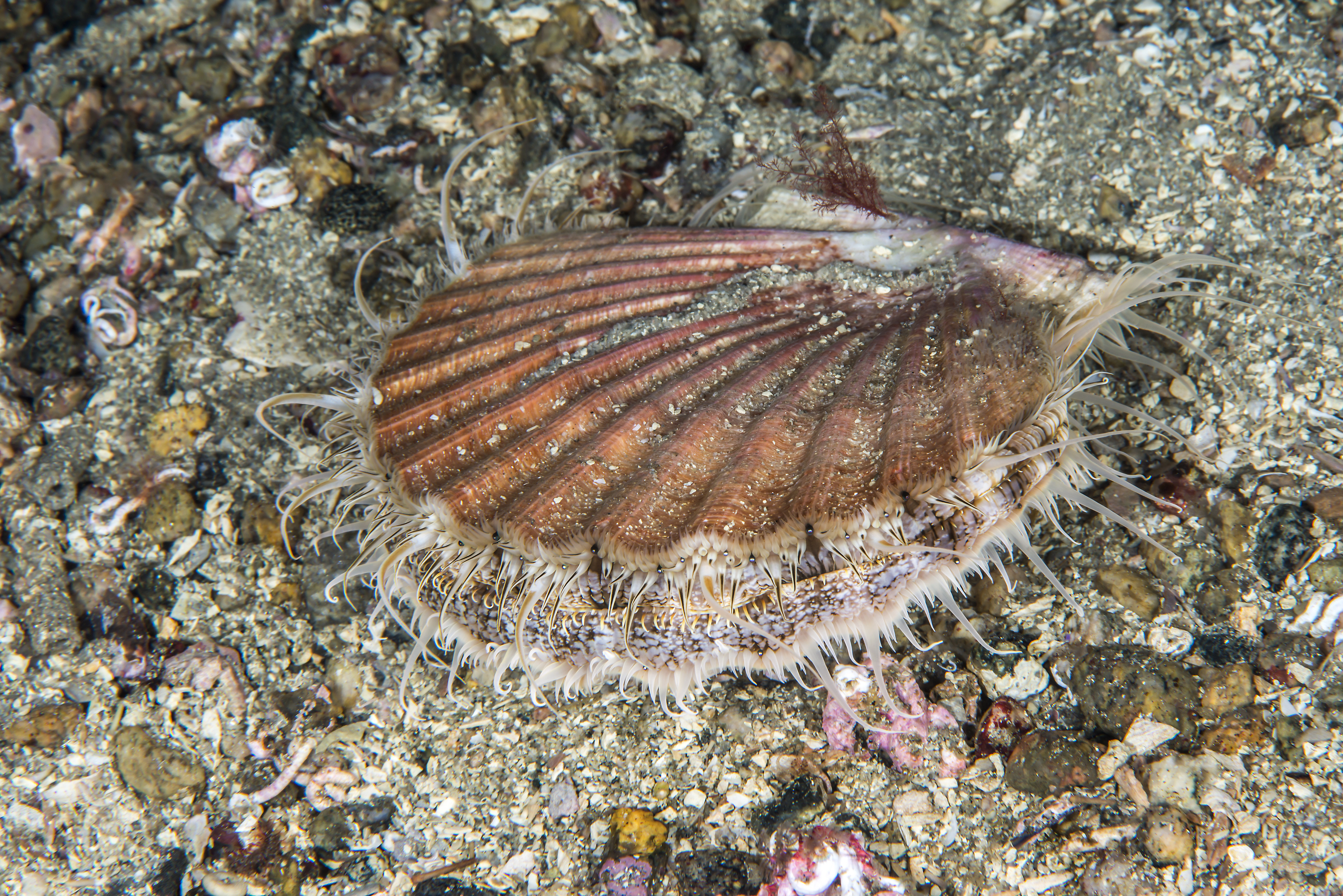 : Pecten maximus.