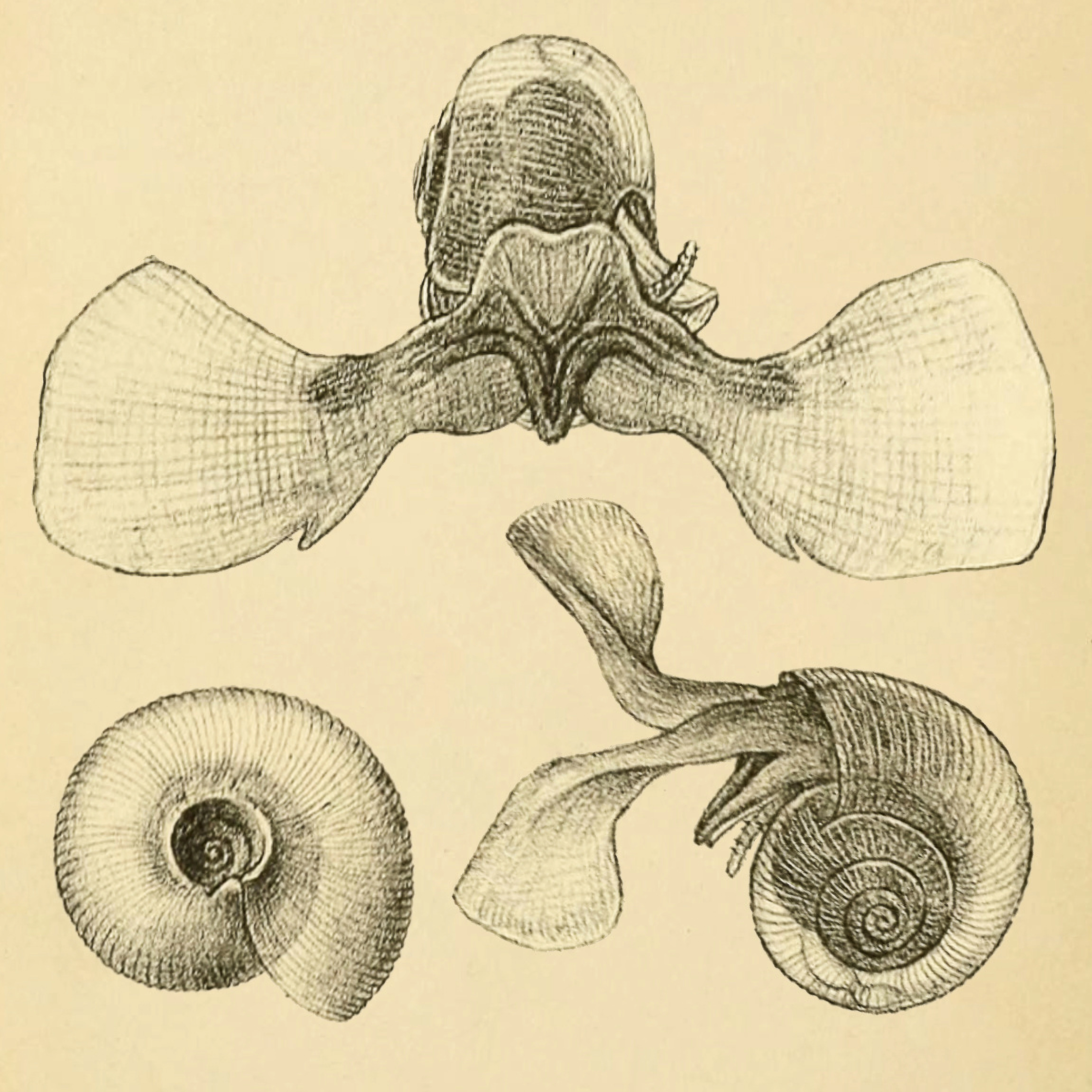 : Limacina helicina.