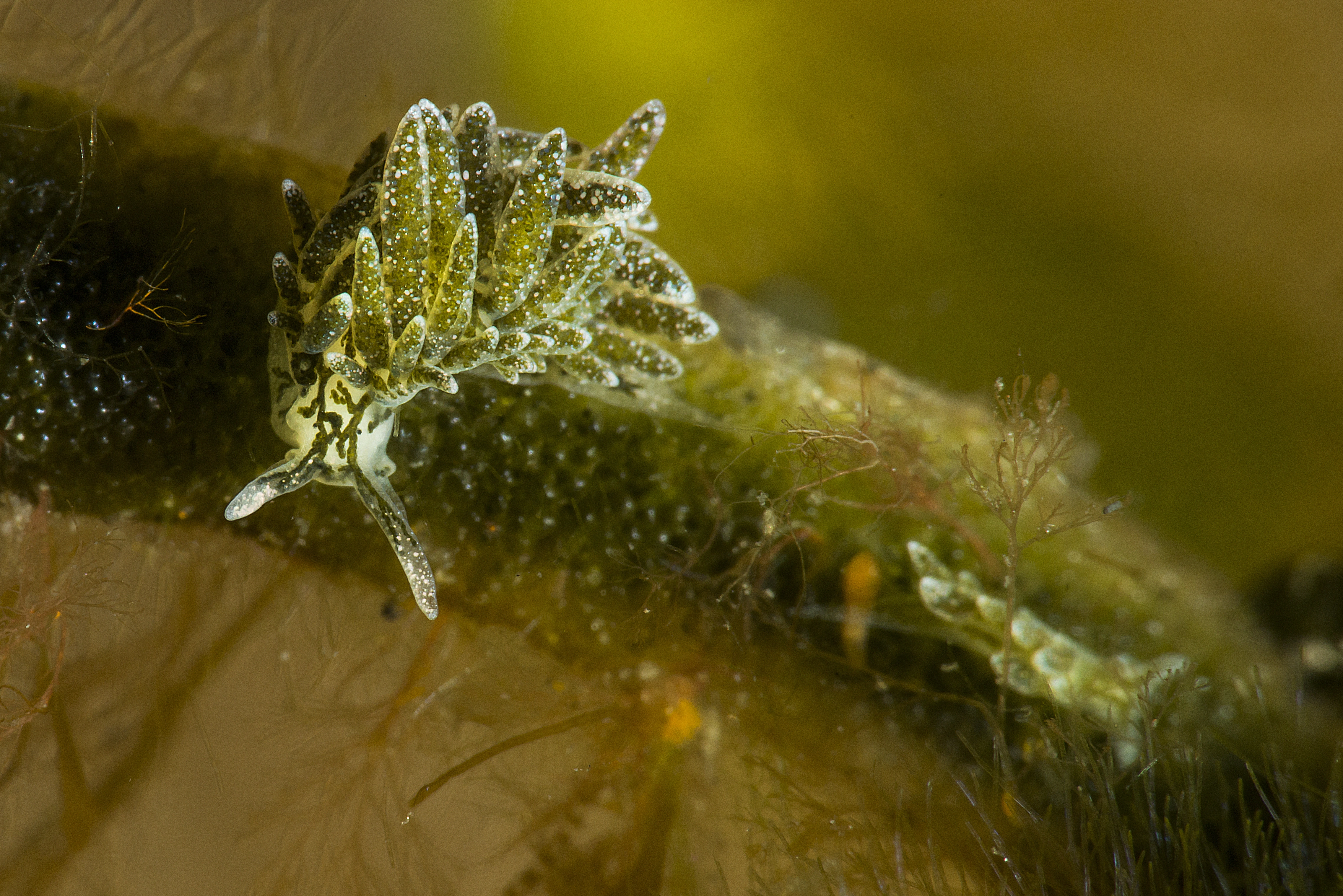 : Placida dendritica.