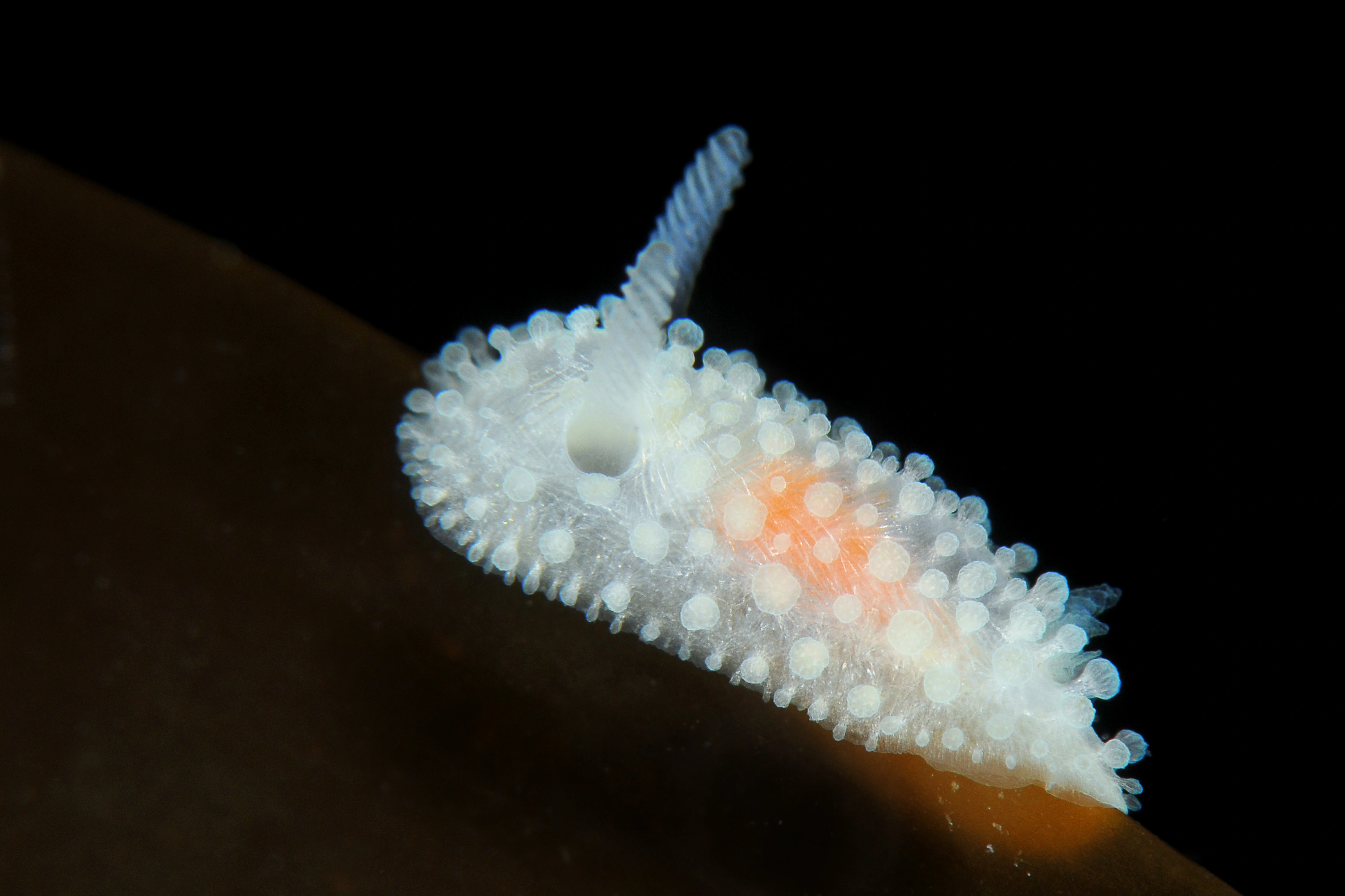 : Onchidoris muricata.